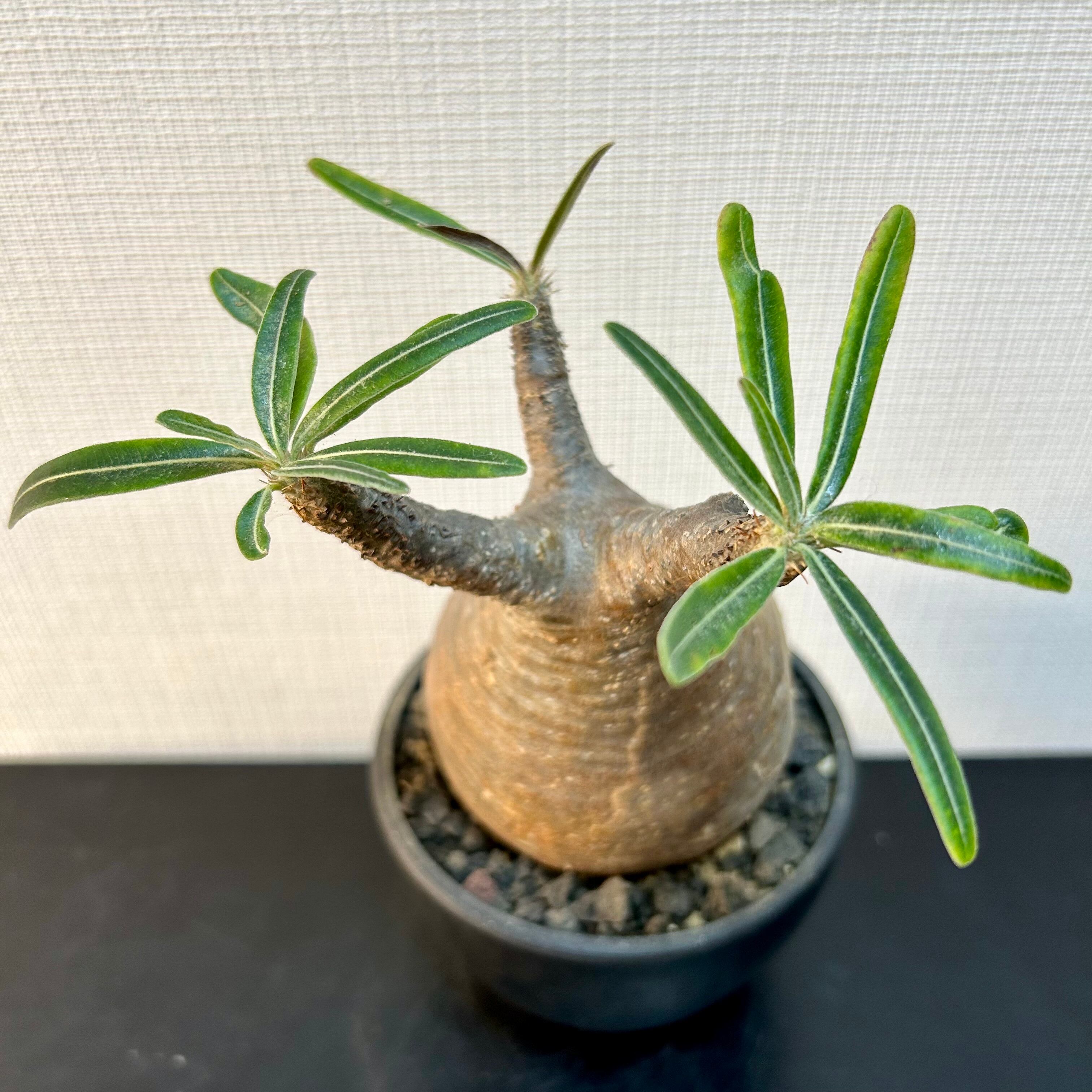 パキポディウム グラキリス 象牙宮 コーデックス 塊根植物 | PLARE