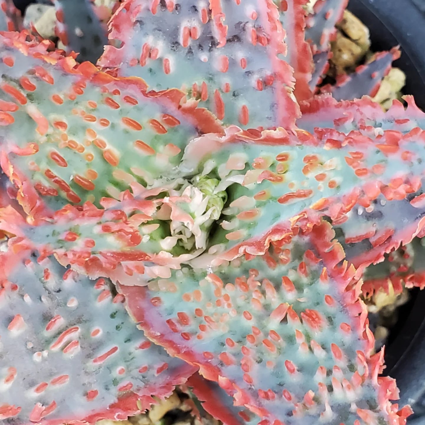 F00385_Aloe Hybrid：アロエ・ハイブリッド（子株） | レアプランツ