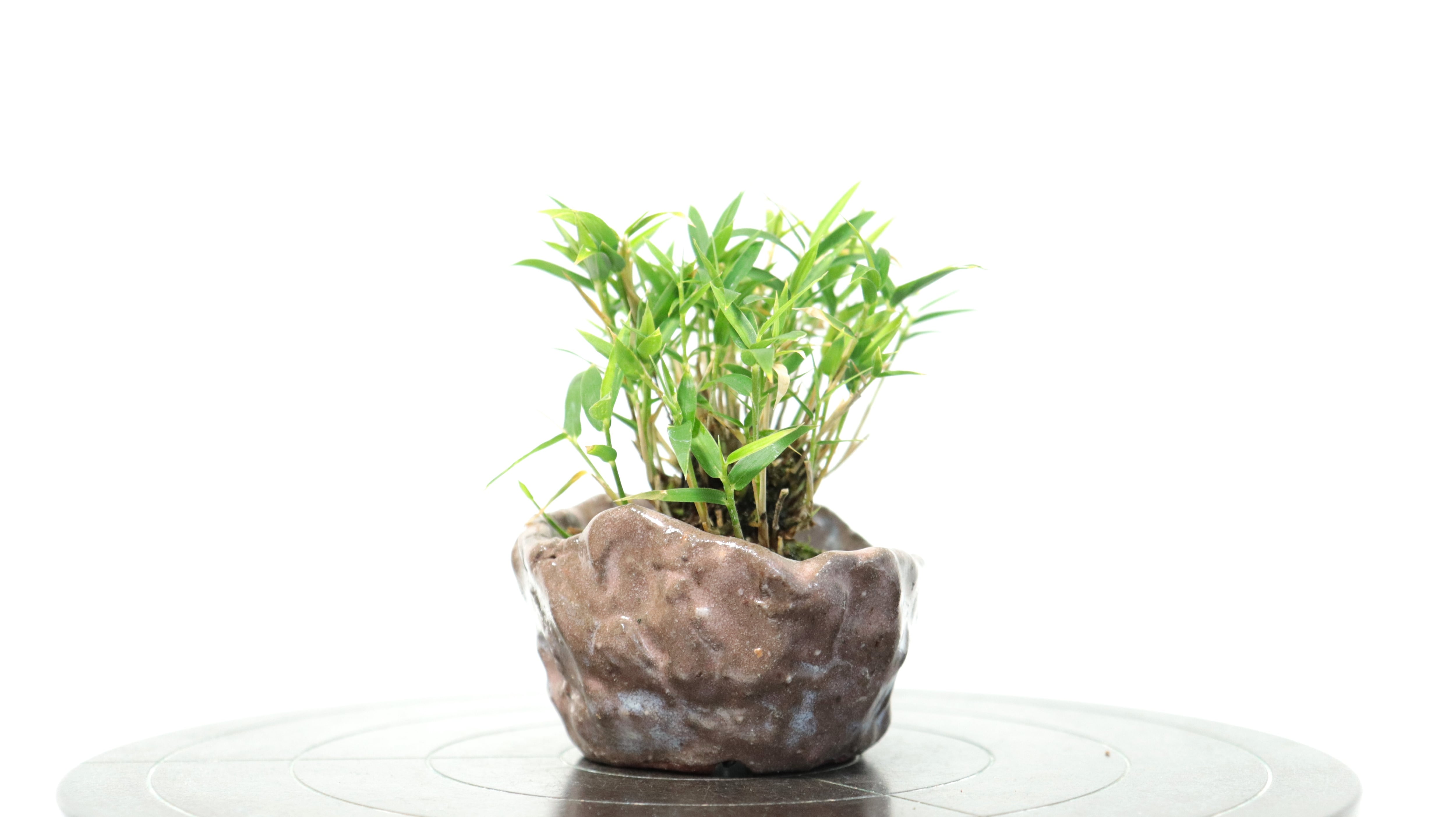 笹様 オーダーページ アフターサービス ] 体型変化によるお直し無料範囲のお知らせ