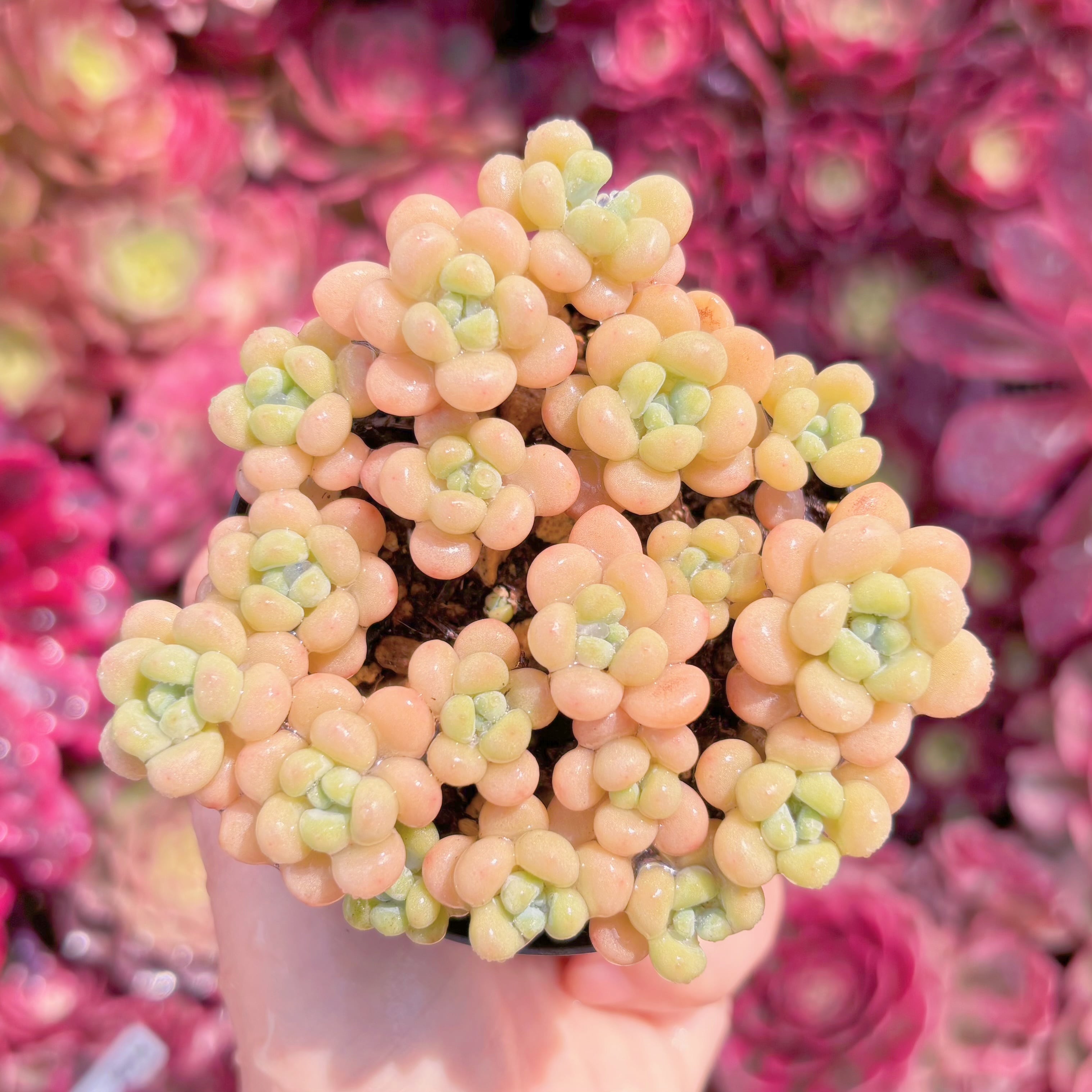 現品　丸葉ストロベリーミルク#K134　群生　るる農園