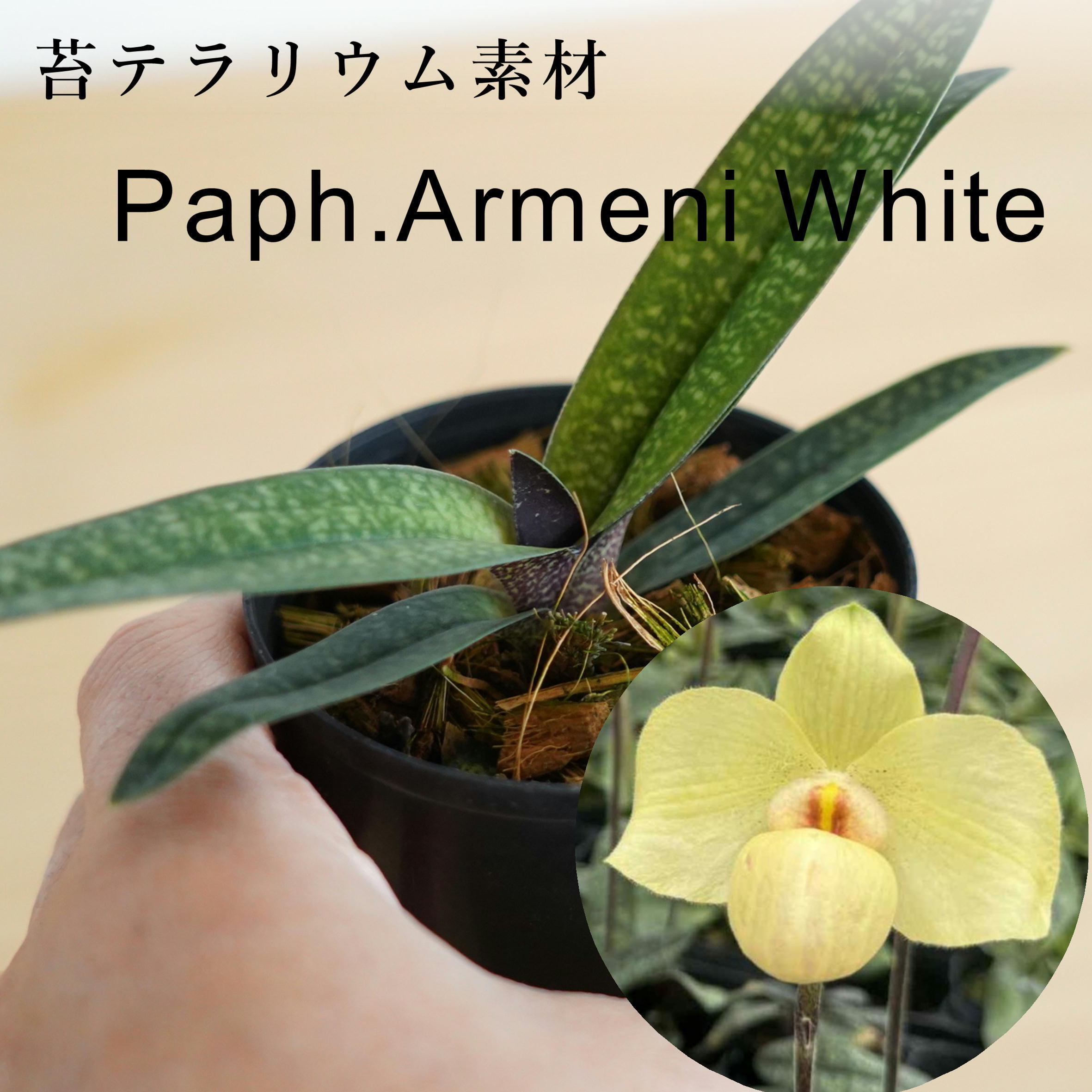 パフィオペディラム アルメニホワイト Paph.Armeni White【ラン科植物】