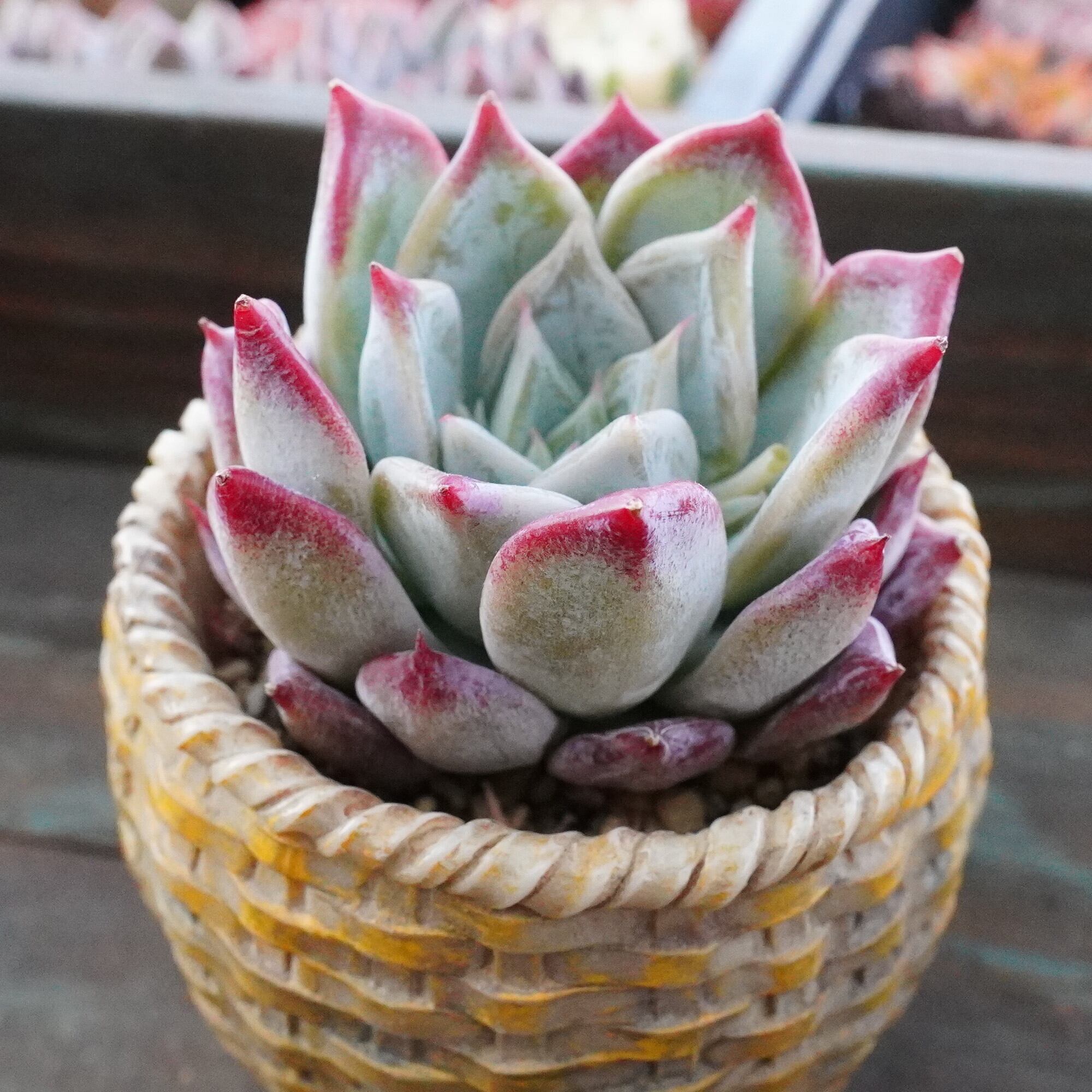 多肉植物 | E-TANIKU