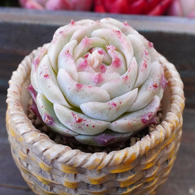 【ビューティフルフレグランス 1】美苗　エケベリア　韓国多肉