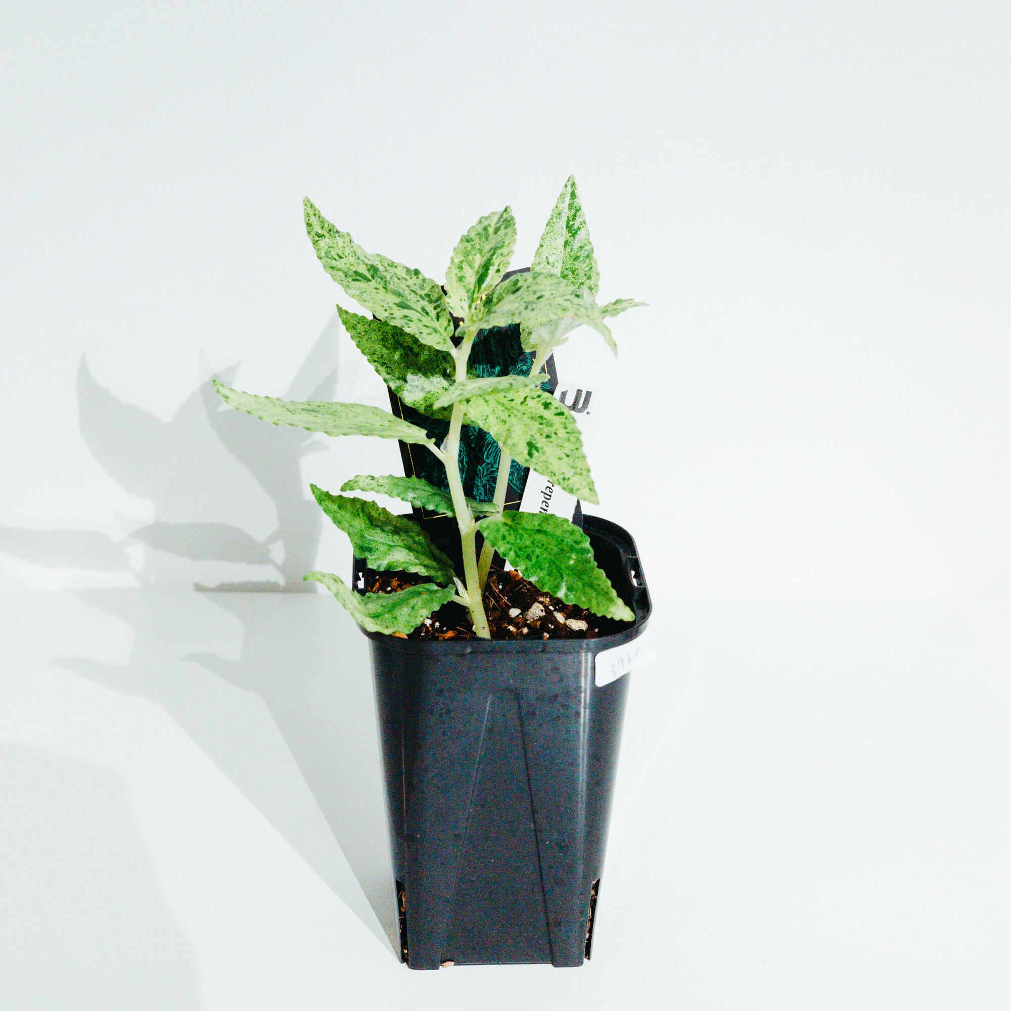 アンスリウム・レッドクリスタリナム ミシェル×ミシェル