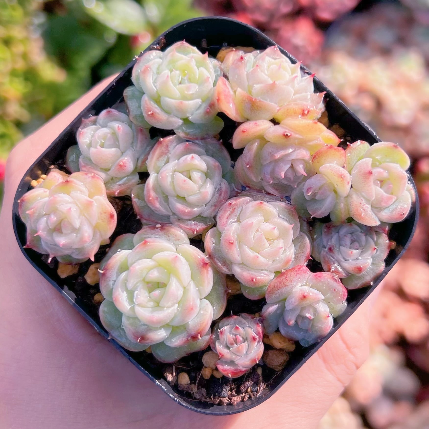 現品　レッドベルベット#1008   るる農園