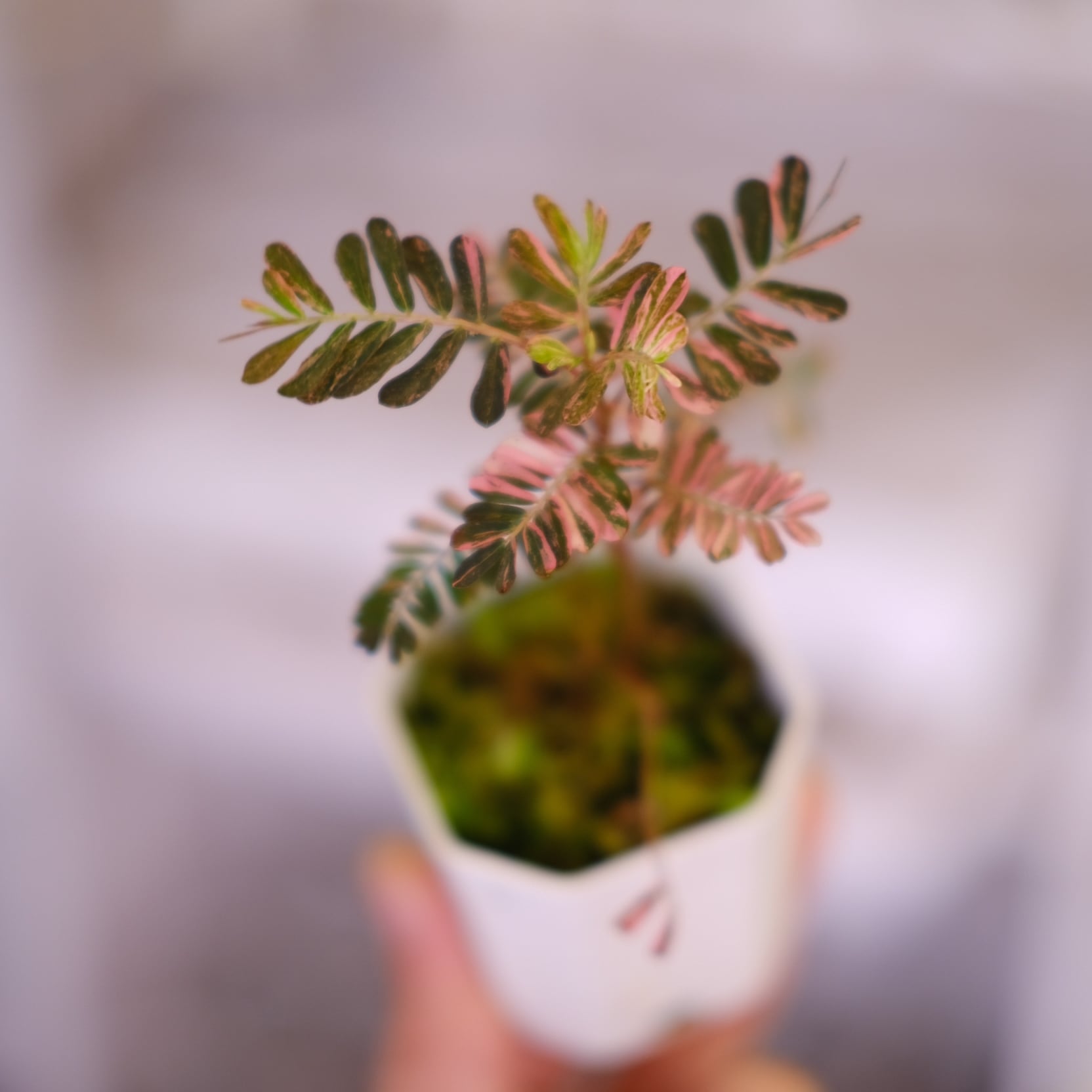 Phyllanthus urinaria 'Pink Variegated'⑥ / フィランサス
