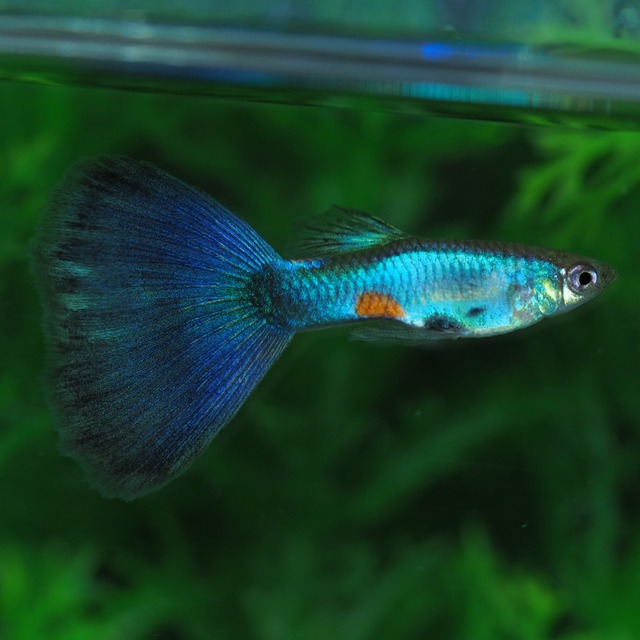 【セール】ラズリーブルーテール赤斑タイプ　若魚3ペア(国産グッピー)