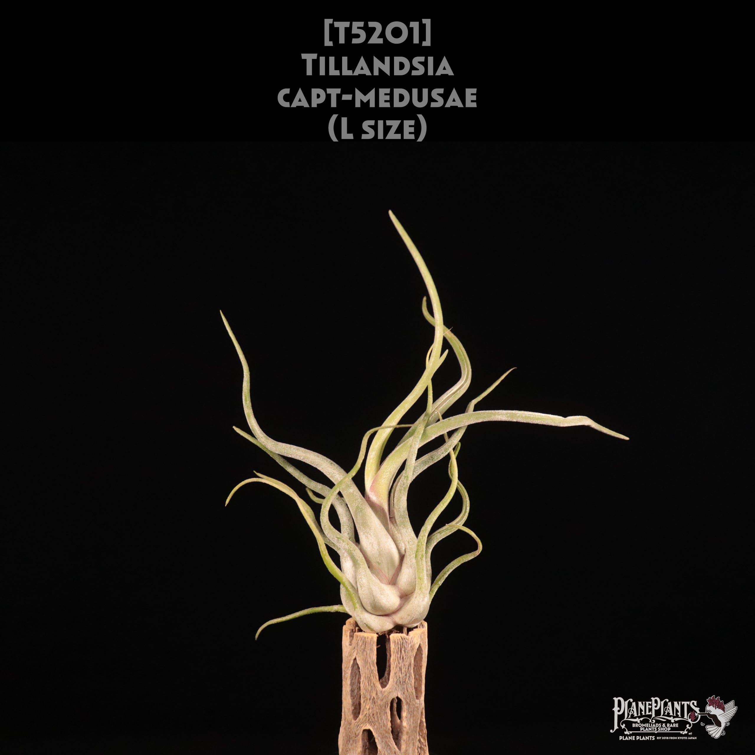 【送料無料】caput-medusae L〔エアプランツ〕現品発送T5201