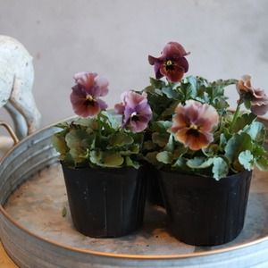 見元ビオラ　マルンマルン　冬から春にオススメのお花　よく咲く　シャビーシックにおすすめ