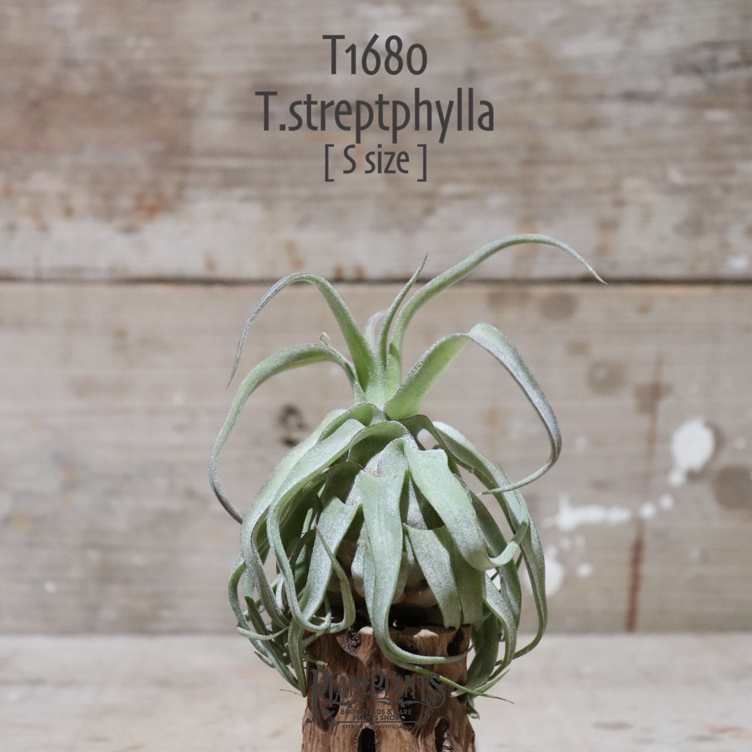 【送料無料】streptophylla S〔エアプランツ〕現品発送T1680