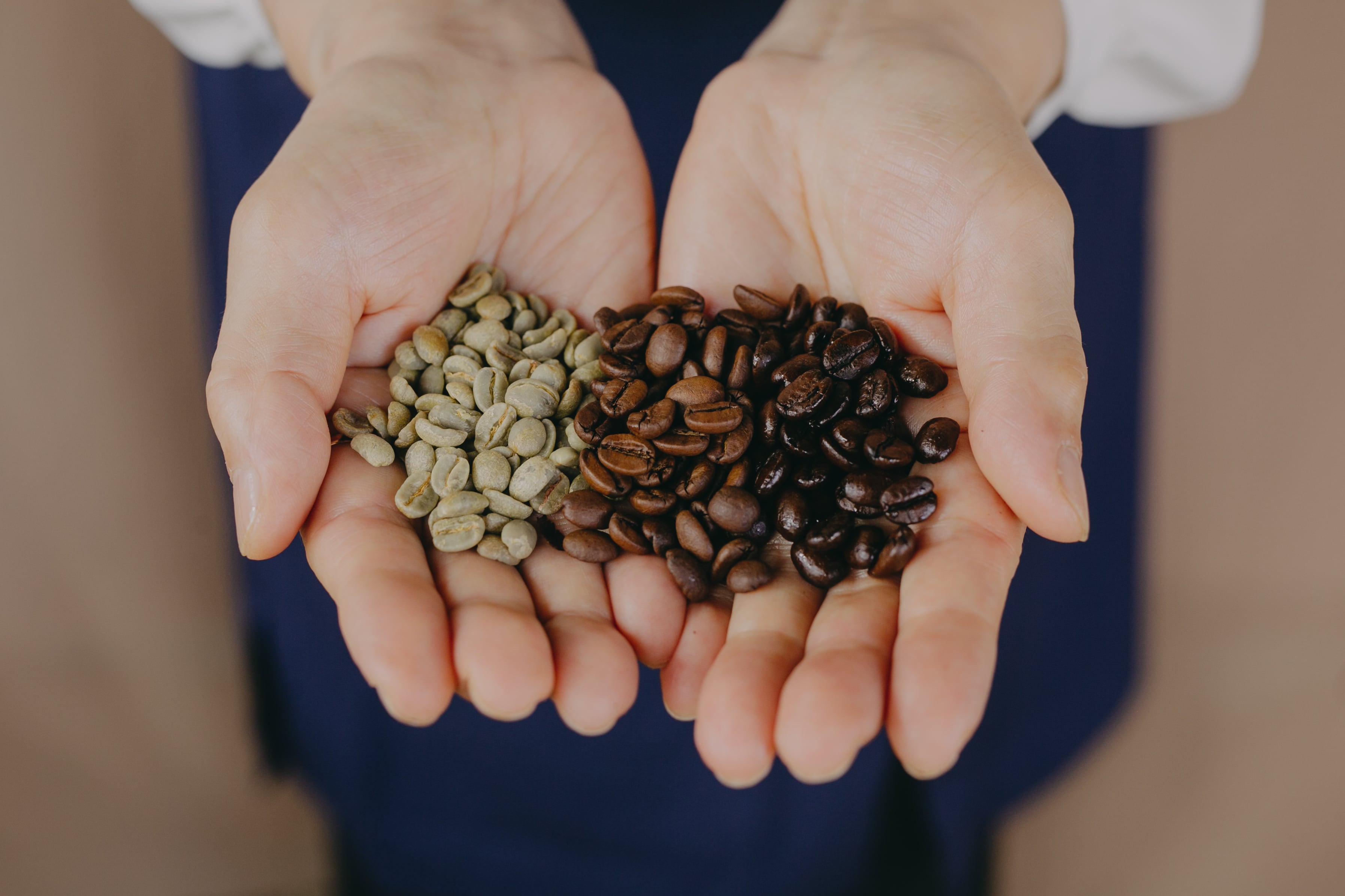 2月末まで出品 新品未開封 実況者 カフェイン ホントノジブン 約200g】ムンドノーボ | Coffee Roast Vivace（コーヒーロースト