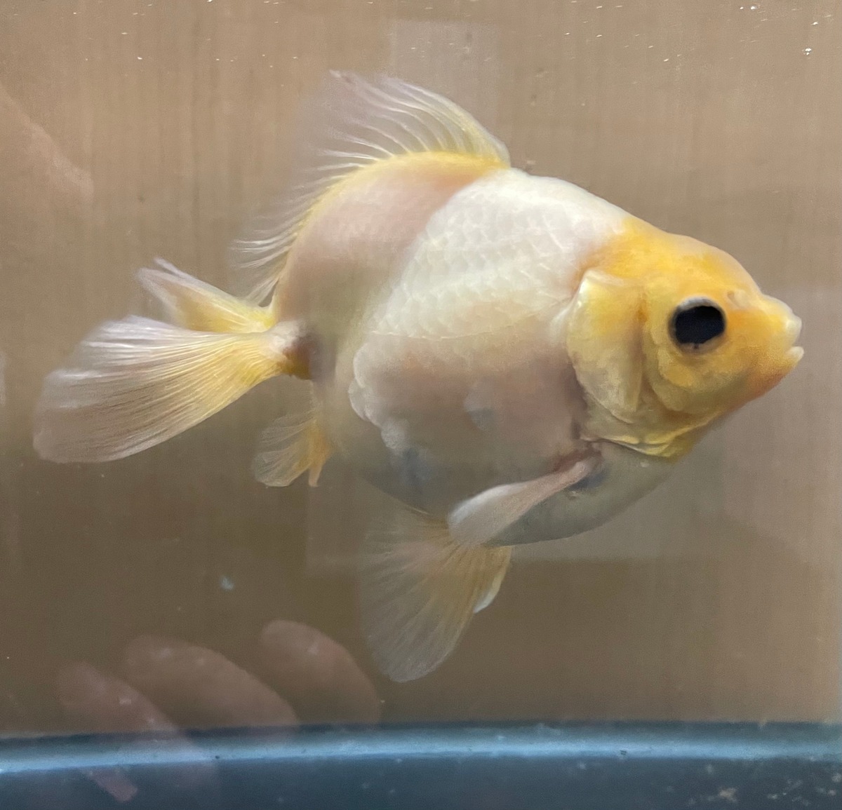 ミューズ 三歳魚 金魚宝房