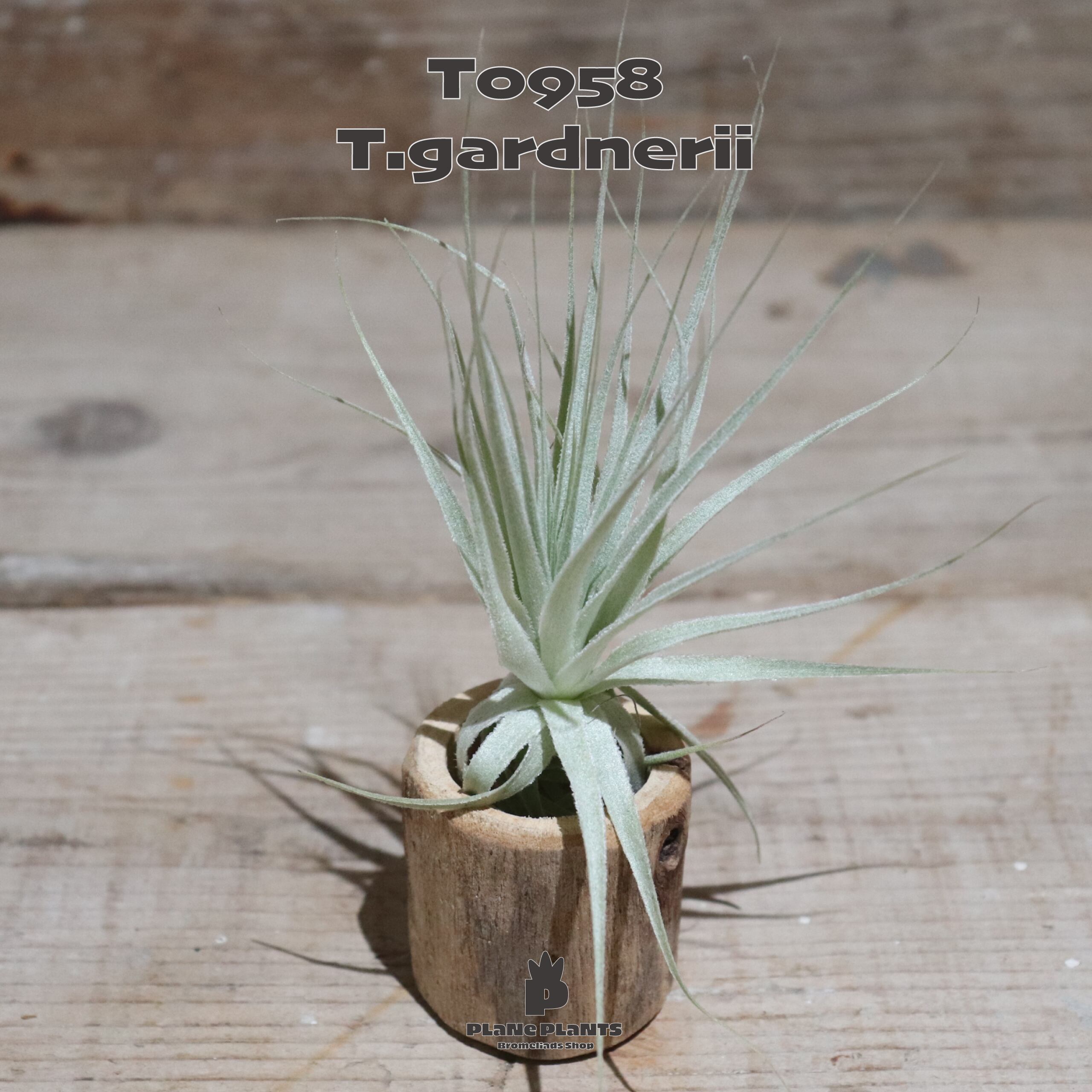 【送料無料】ガルドネリ〔エアプランツ〕現品発送T0958