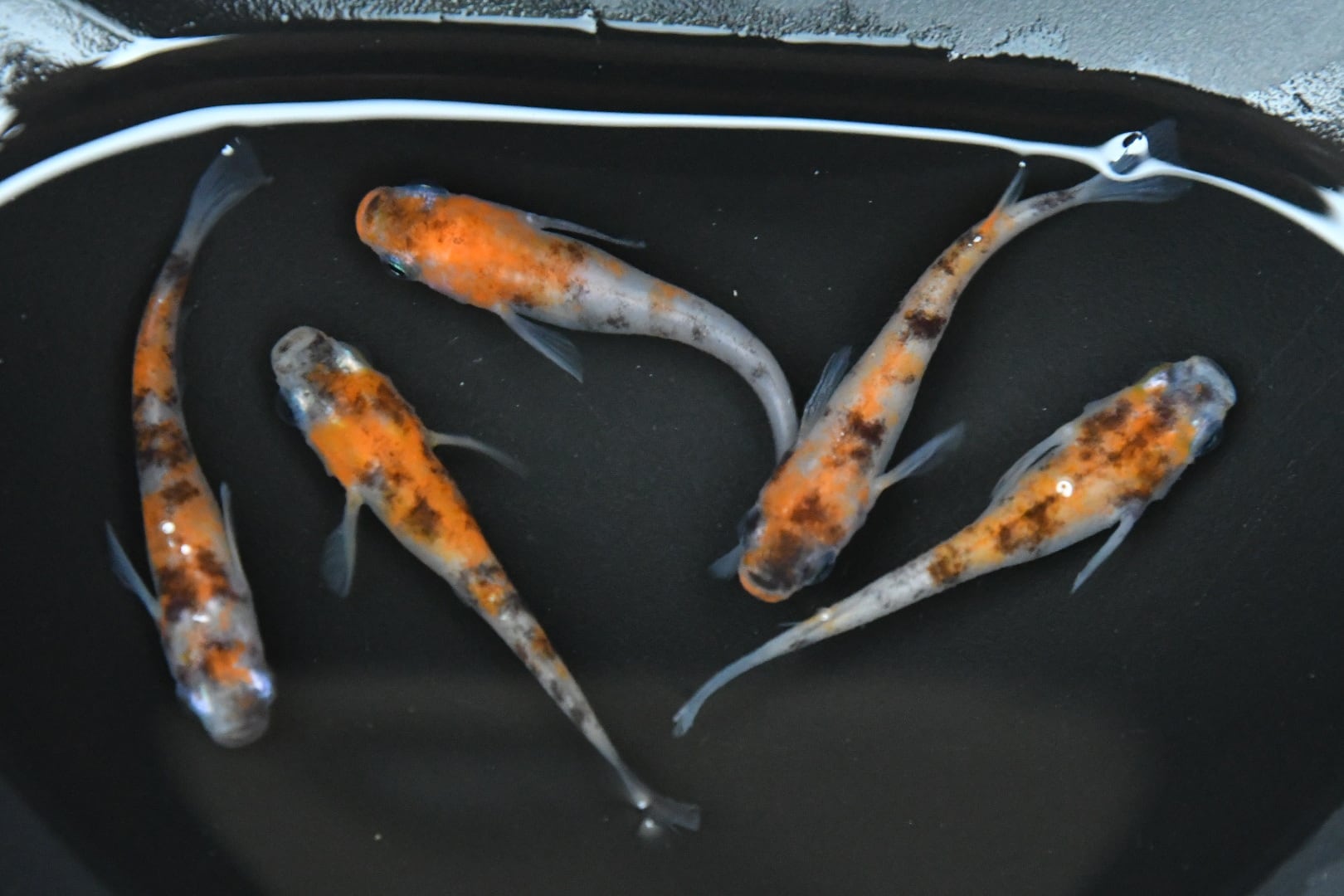 雲州三色メダカ飼育の水槽