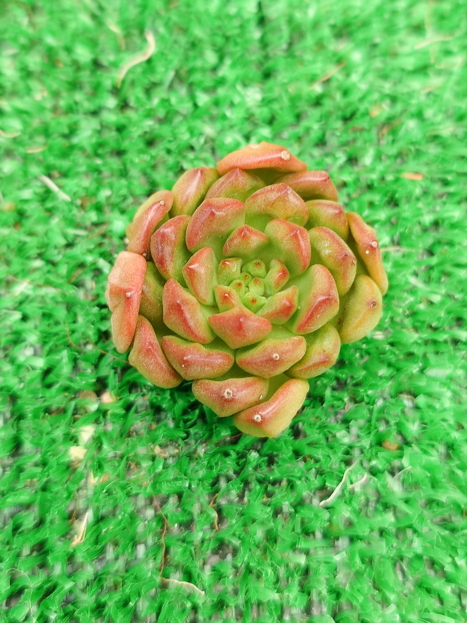 多肉植物 ルビーティント 抜き苗 2本 韓国苗 多肉植物 ルビーティント 抜き苗 2本 韓国苗