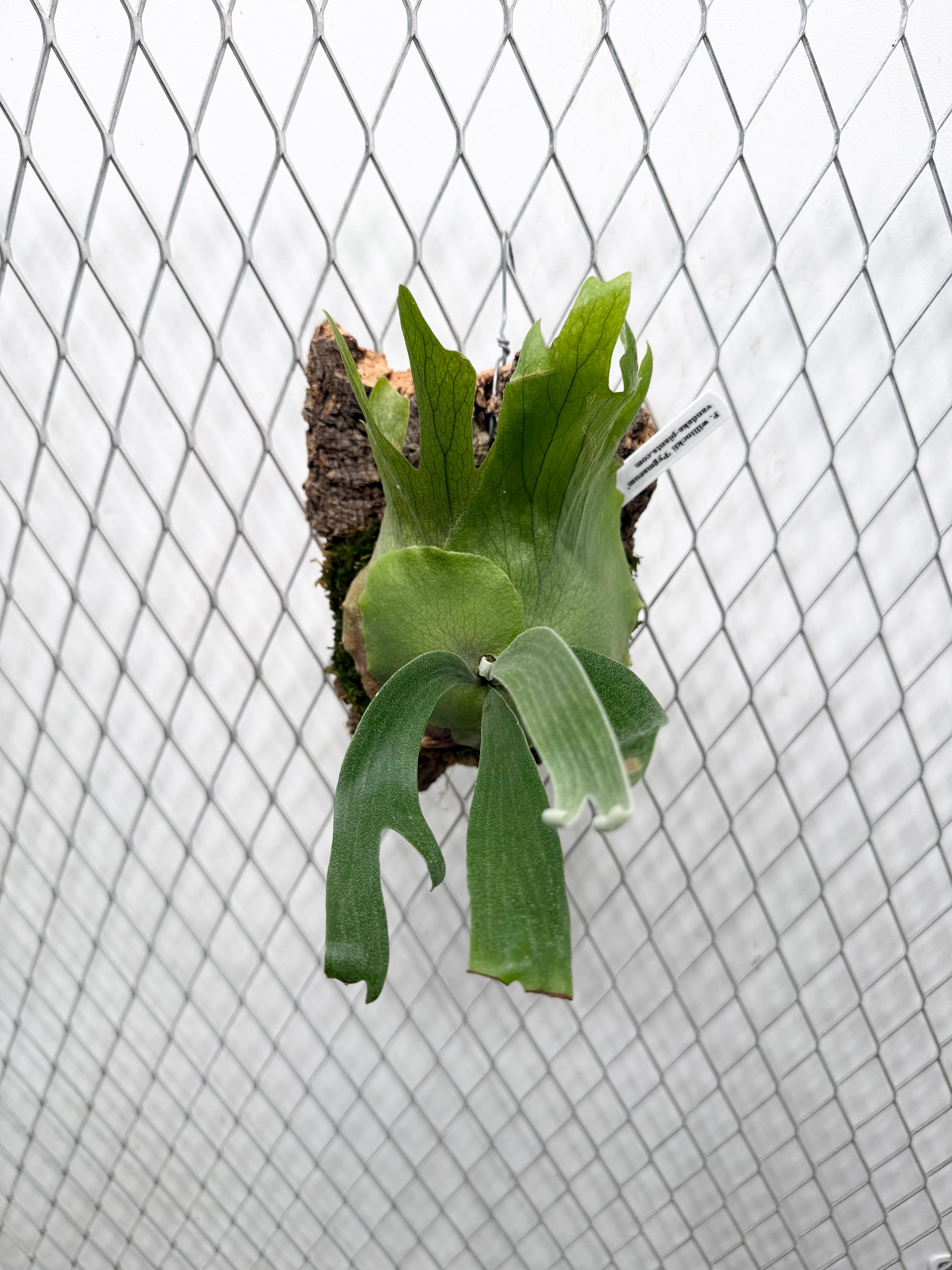 a) P. 'SSS' ビカクシダ | vandaka plants