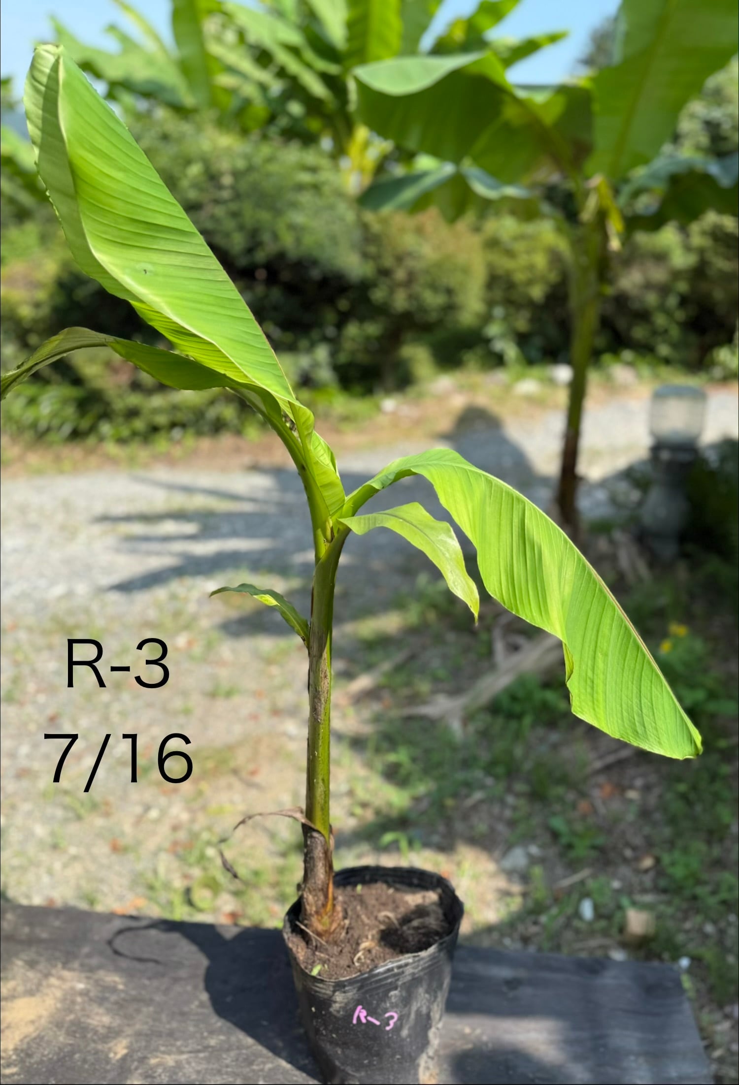 芭蕉 ジャパニーズバナナ バショウ 苗 A-3【鉢底から計測】 約100cm