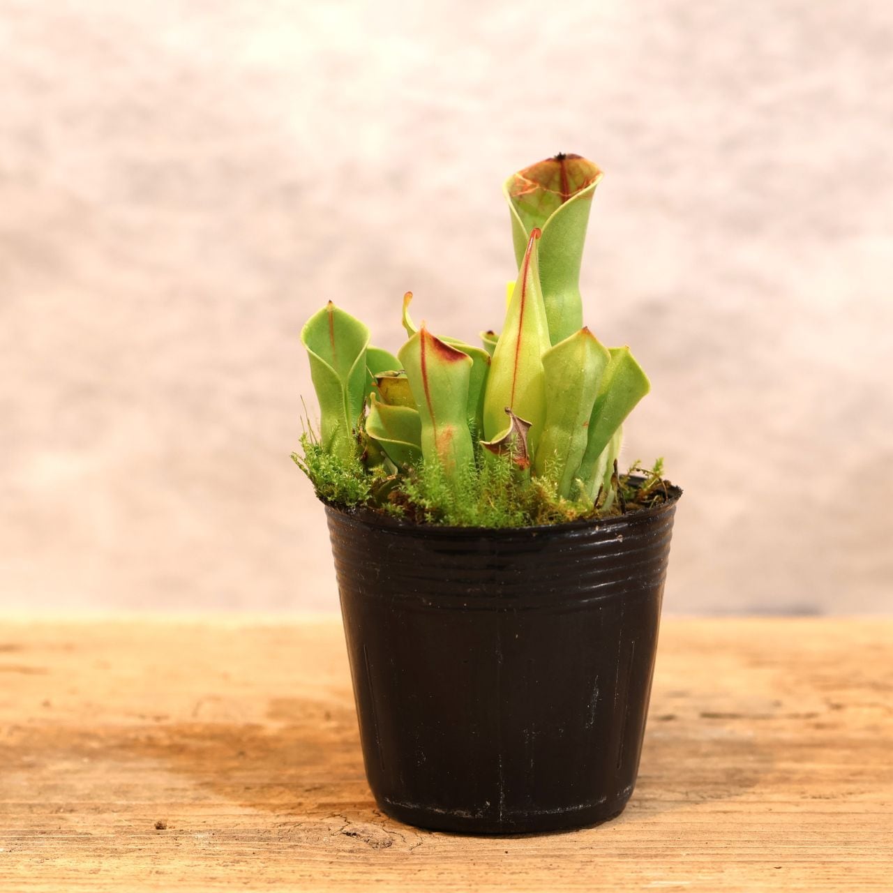 295 霧の山から届いた美しき食虫植物『ヘリアンフォラ ミノール