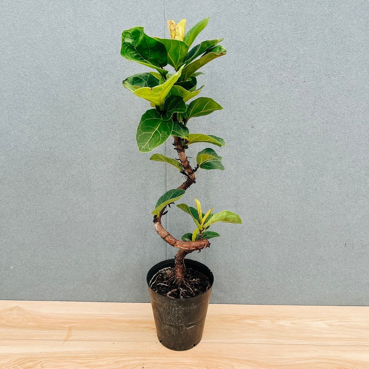 現品］R フィカス リラータ バンビーノ 曲がり 6号 観葉植物 室内