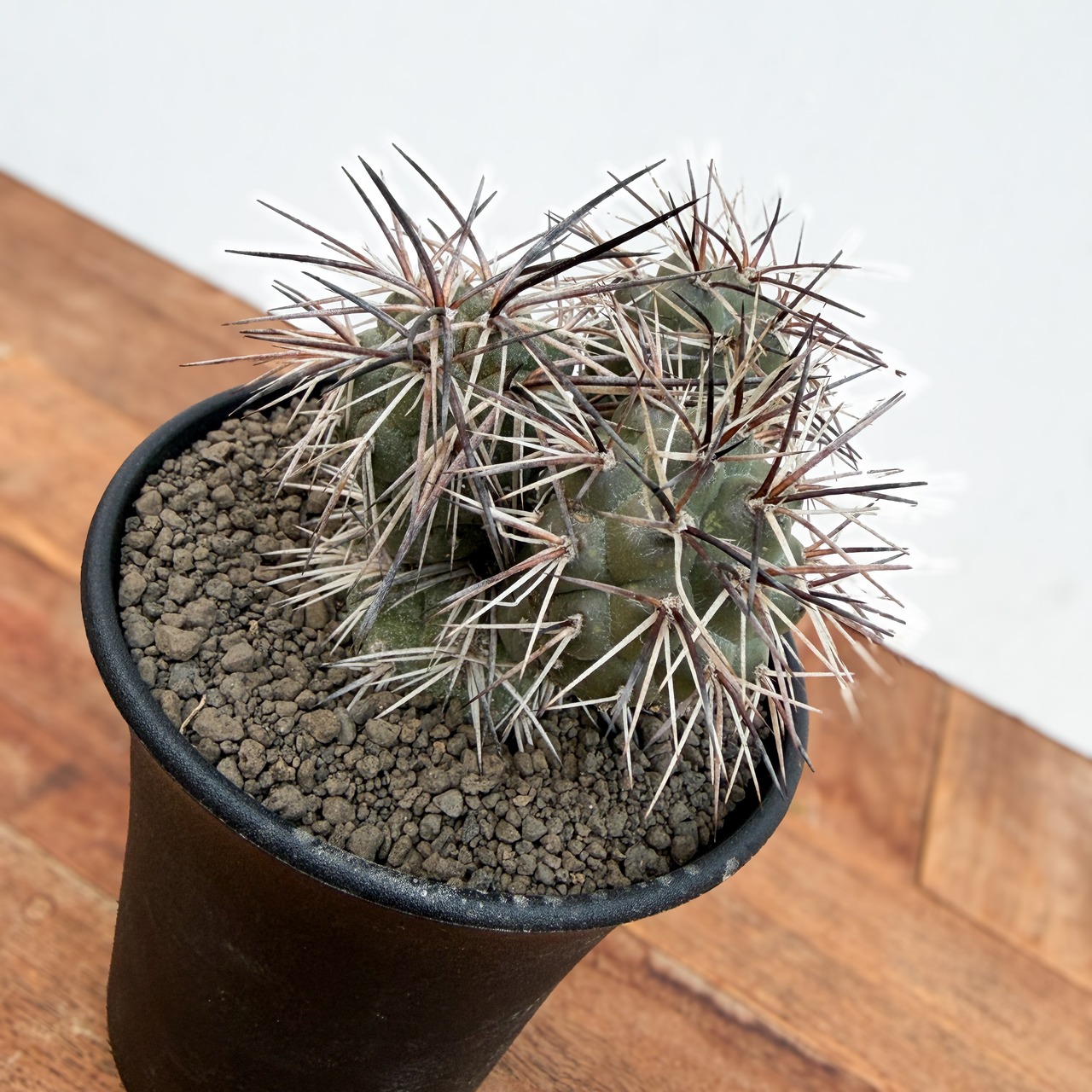 Tephrocactus alexanderi【テフロカクタス・アレキサンデリ】