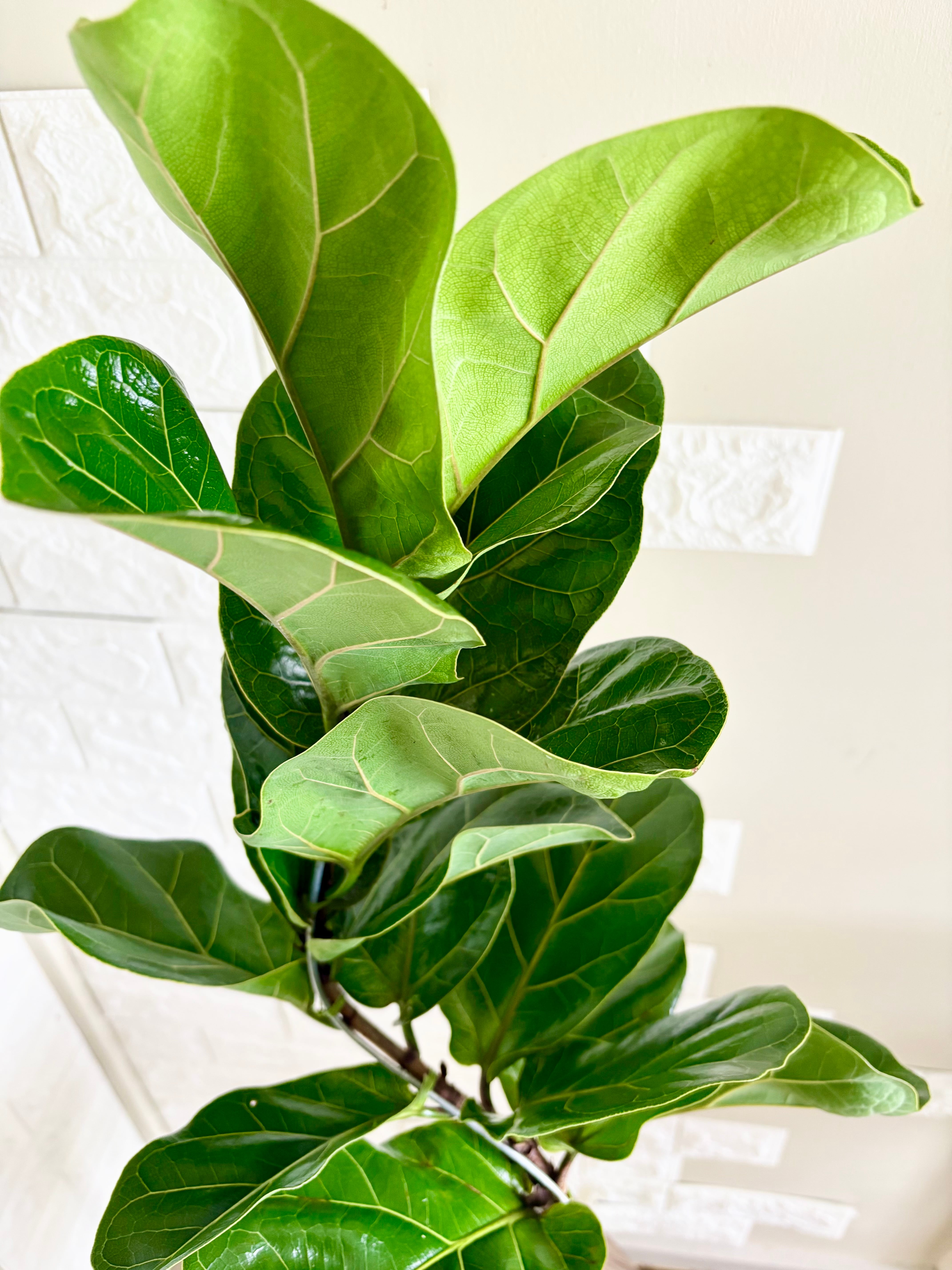 現品】フィカスバンビーノ 曲がり樹形 観葉植物 | 観葉植物のお店