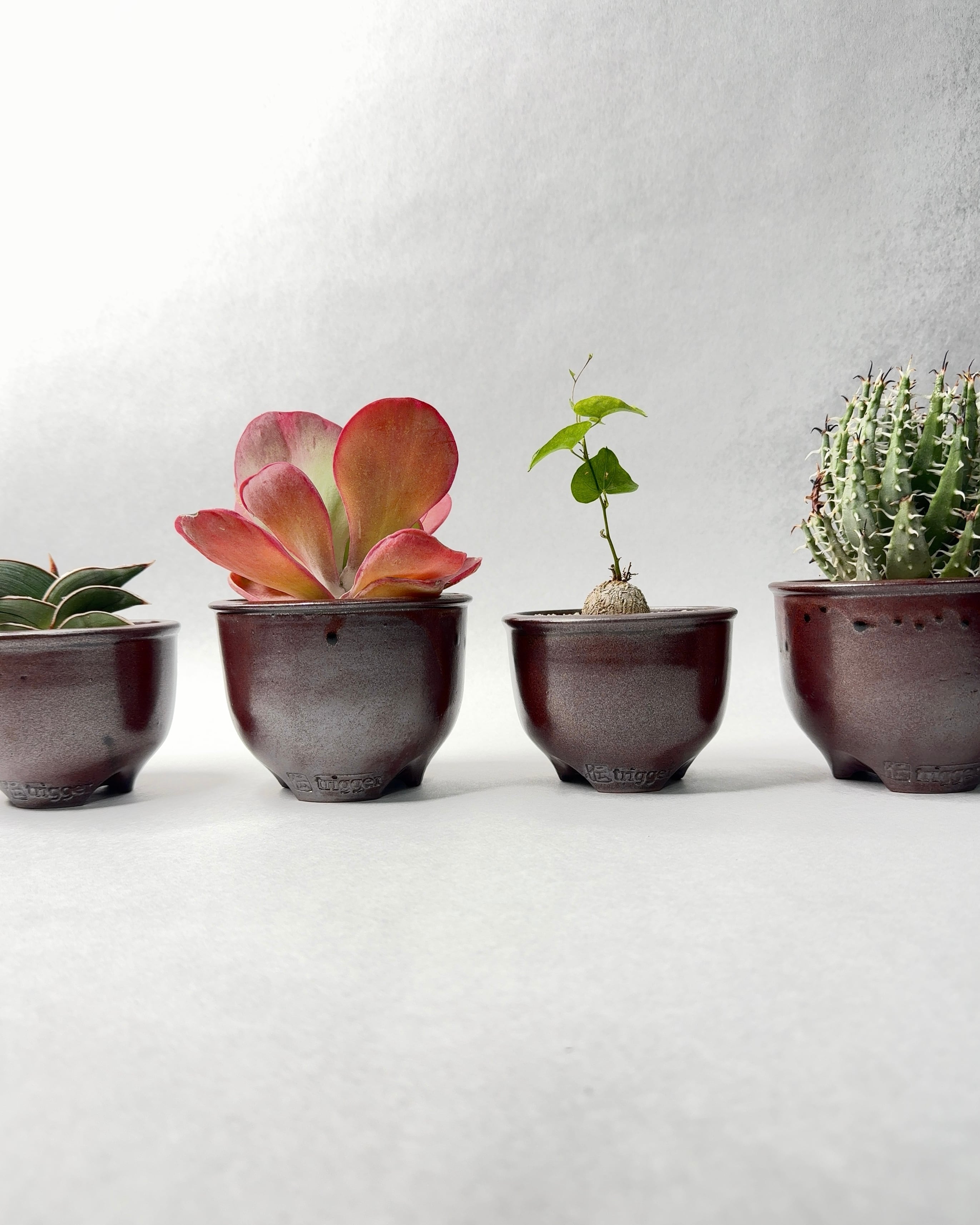 サンセベリア・ロリダ | trigger