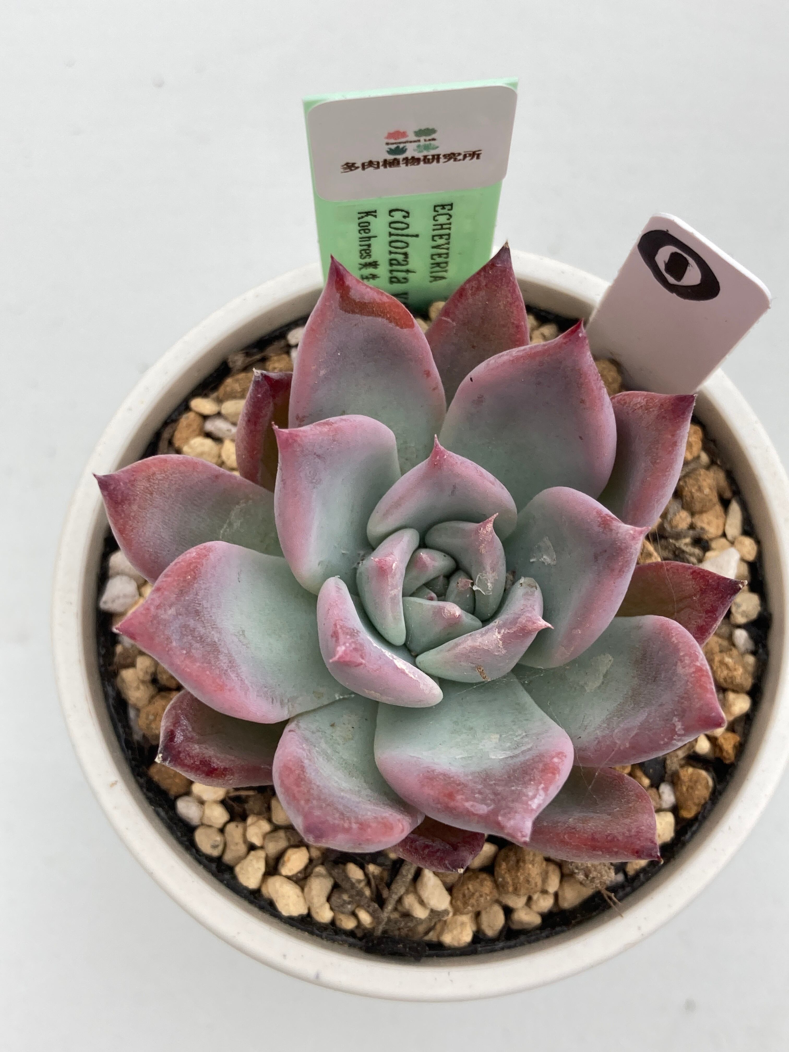 現物商品】ECHEVERIA colorata var brandtii ① 原種 実生苗 | 多肉