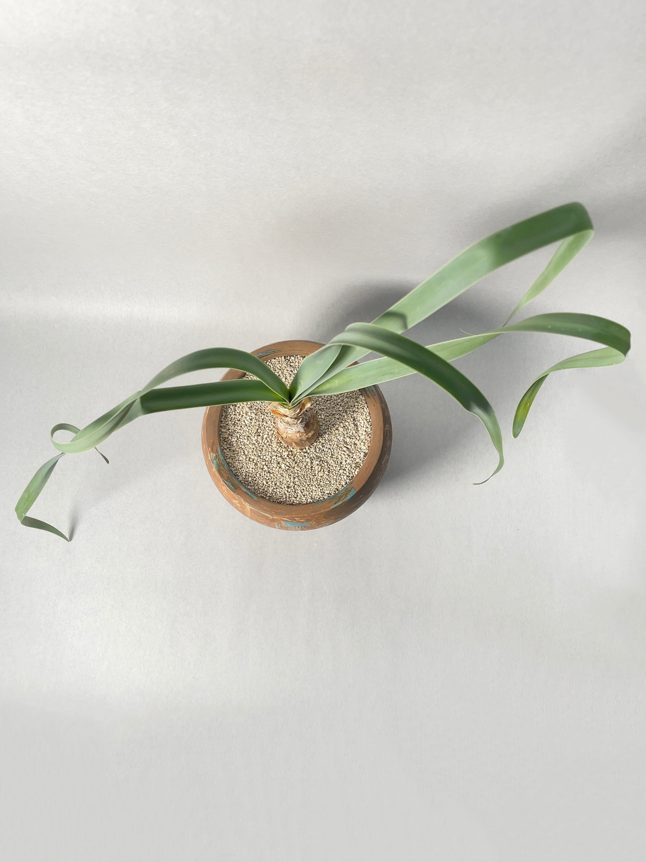 ブーファン・ディスティチャ | trigger