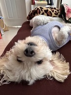 いろのかけら×ただいま「ちょっと近いんだけど」マロン♡レア