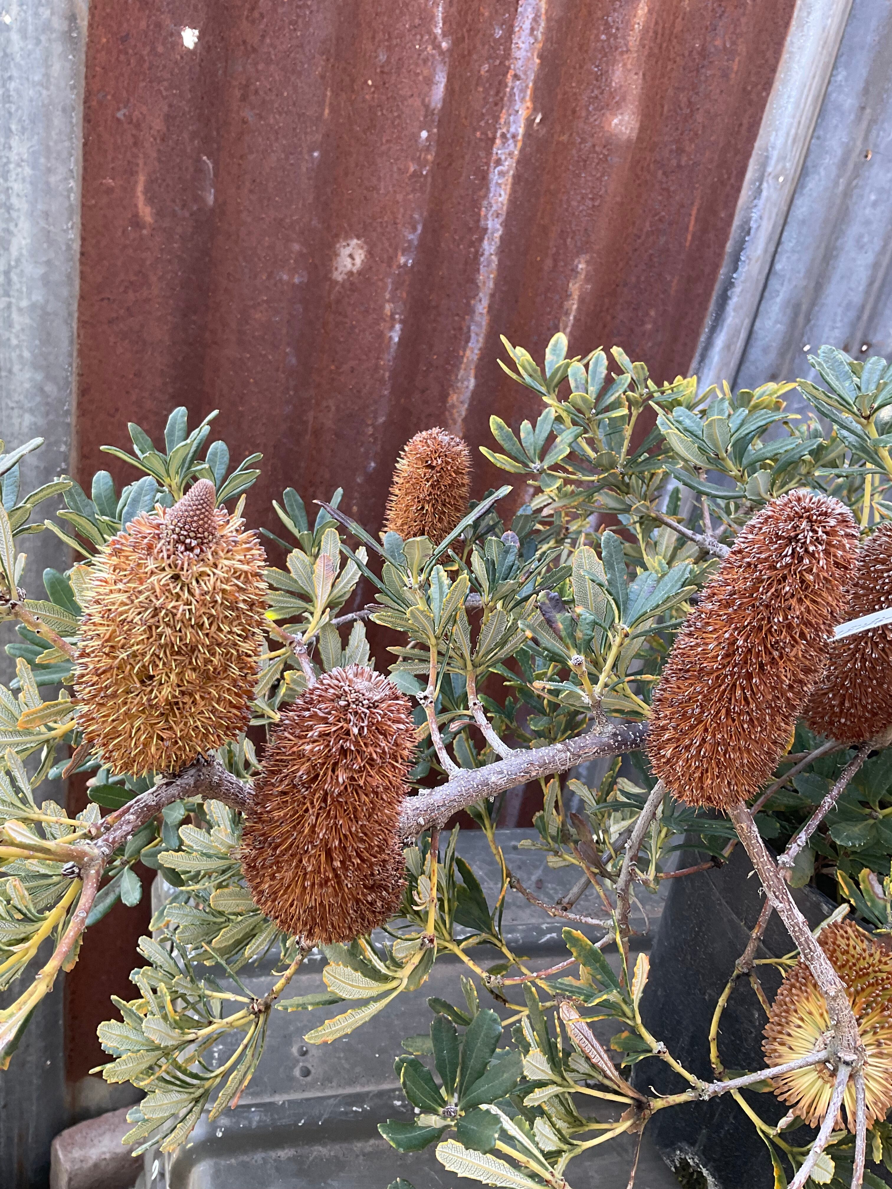 c11c18bc8322be367822cdcf1596ec