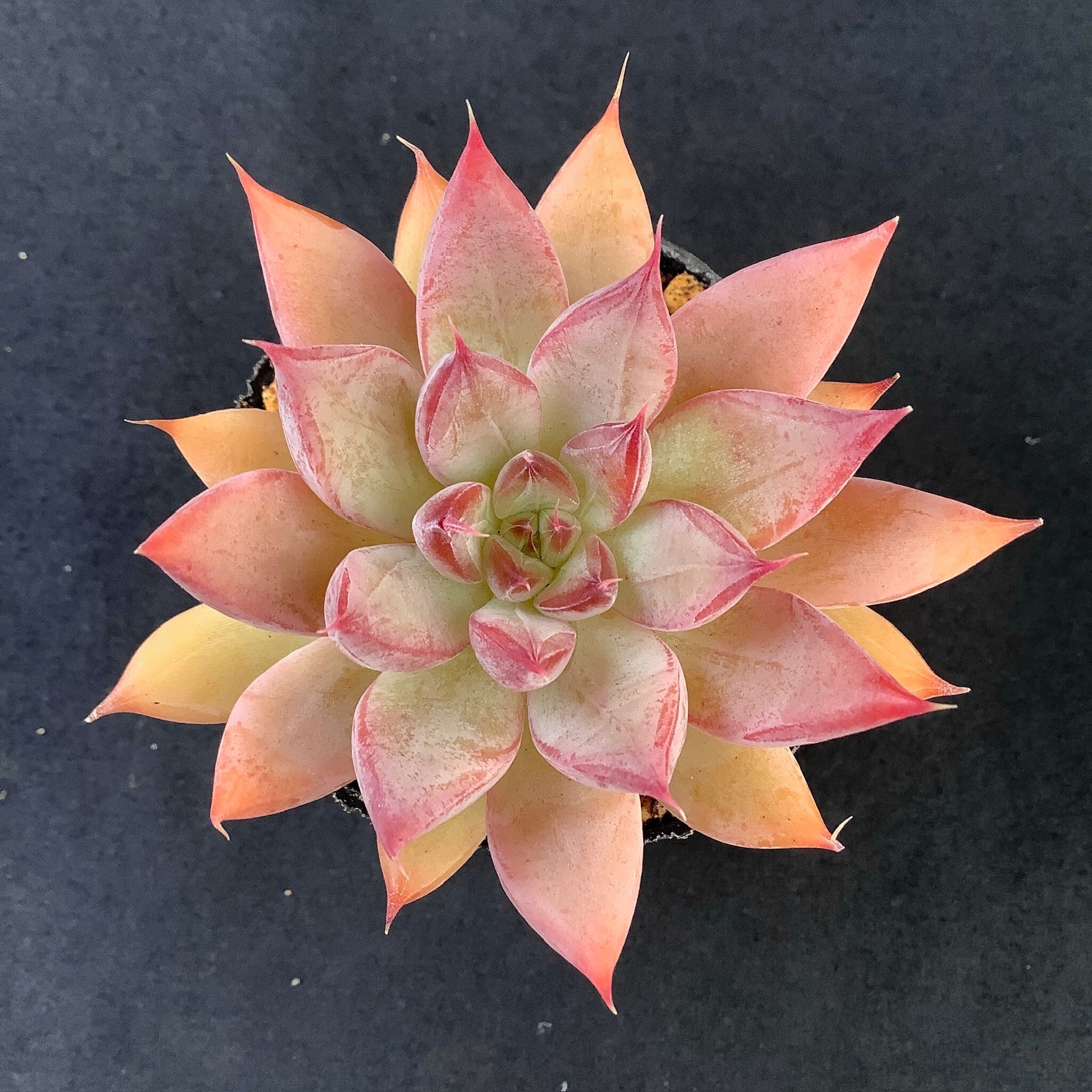 大特価✨厳選苗✨✨札付き❤️多肉アン✨ 大特価✨厳選苗✨✨札付き