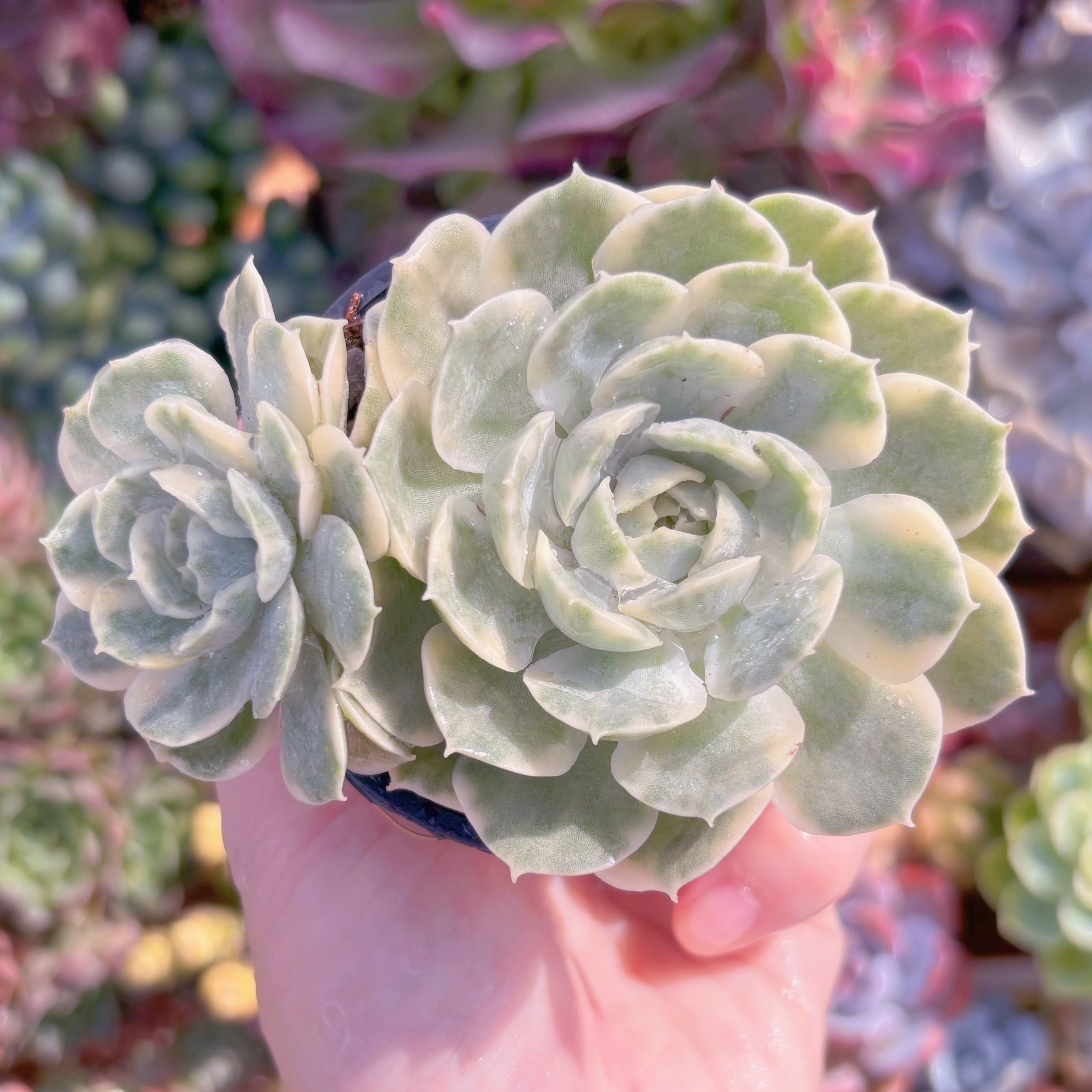 現品　オンスロー錦#A88　群生　るる農園