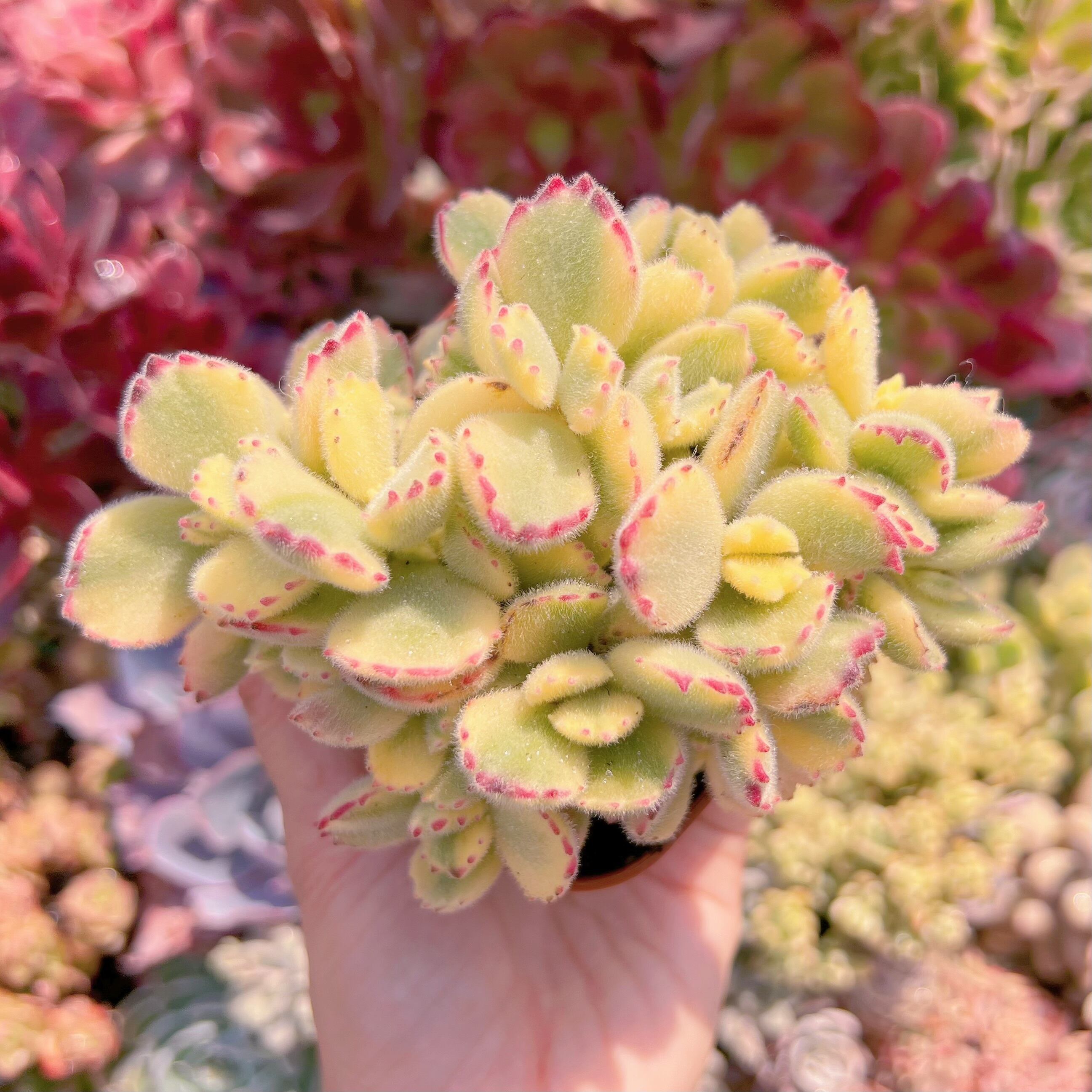 現品　白熊#A73　るる農園