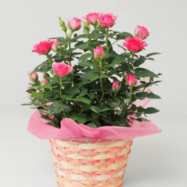 No.9 ローズ 「ナルシーフォレスト」