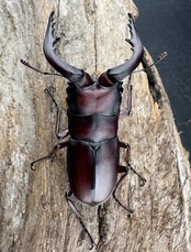 【WD】大歯《ノコギリクワガタ 八王子産 Free ペア》