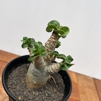 Adenium arabicum curly【アデニウム・獅子葉アラビカム】