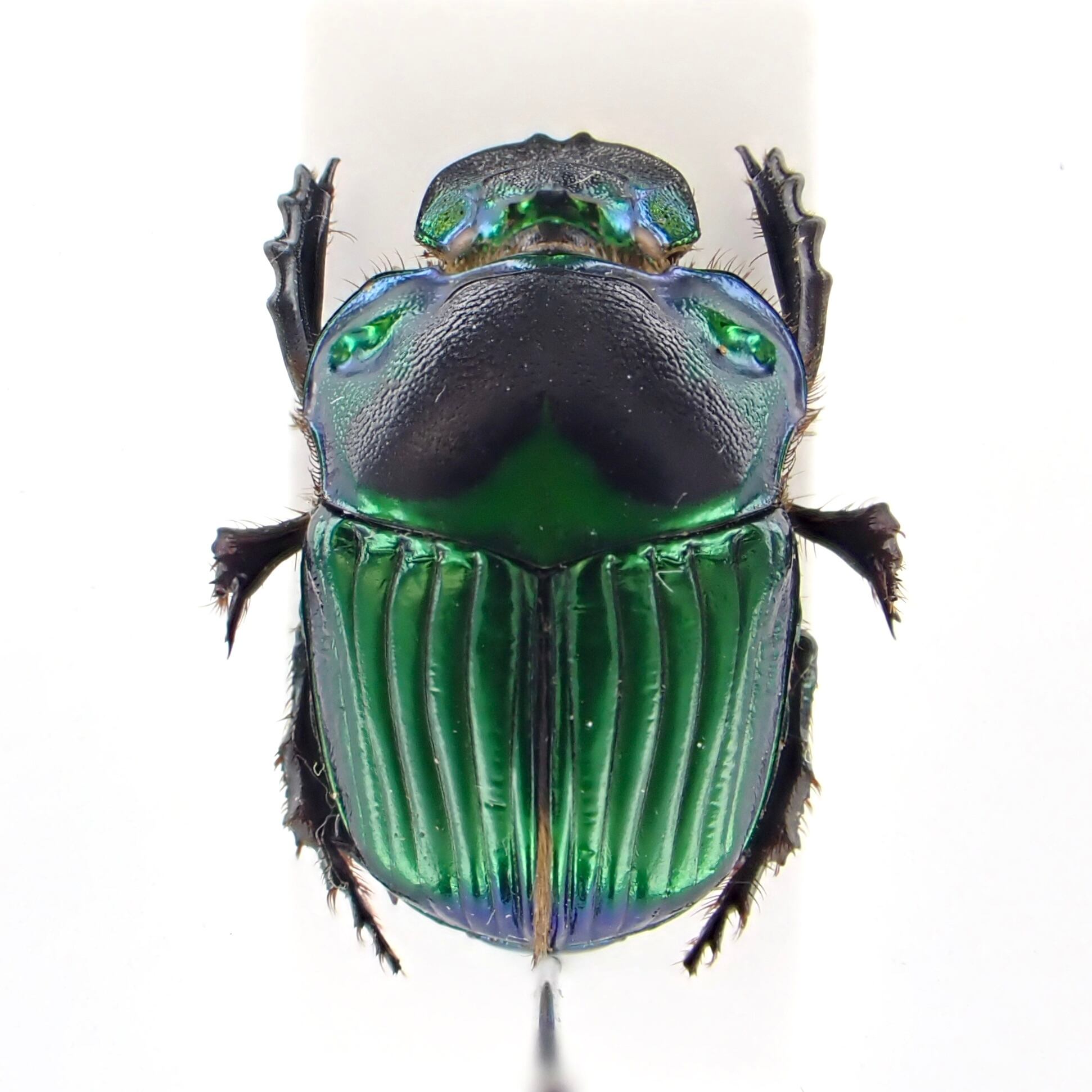 【極美展足】Diabroctis mirabilisダイコクコガネ 22mm♂フ 極美展足】Diabroctis mirabilisダイコクコガネ 22mm♂フ 2024年 衝撃