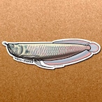 熱帯魚ステッカー シルバーアロワナ