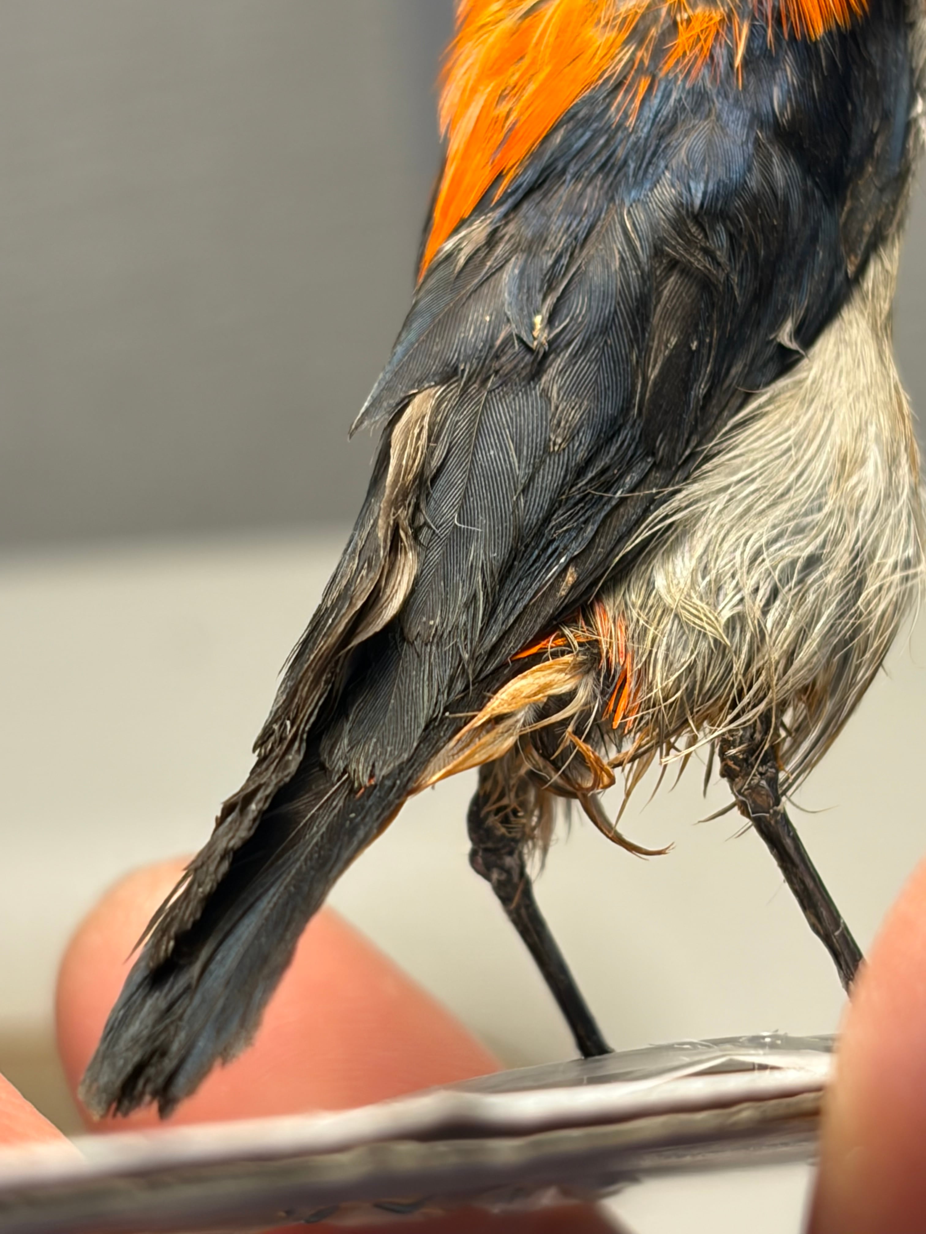 鳥剥製】ショウジョウハナドリ インコ フクロウ カラス オウム ハト