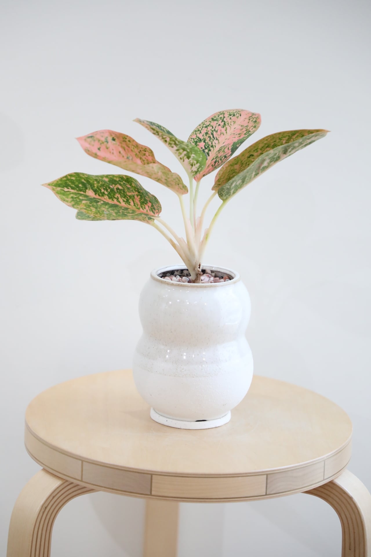S】アグラオネマ スターダストオレンジ/Aglaonema | 【厳選植物・器