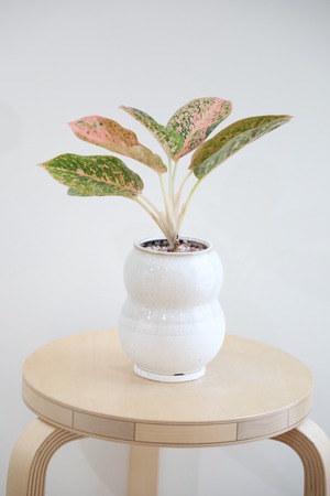 【S】アグラオネマ スターダストオレンジ/Aglaonema