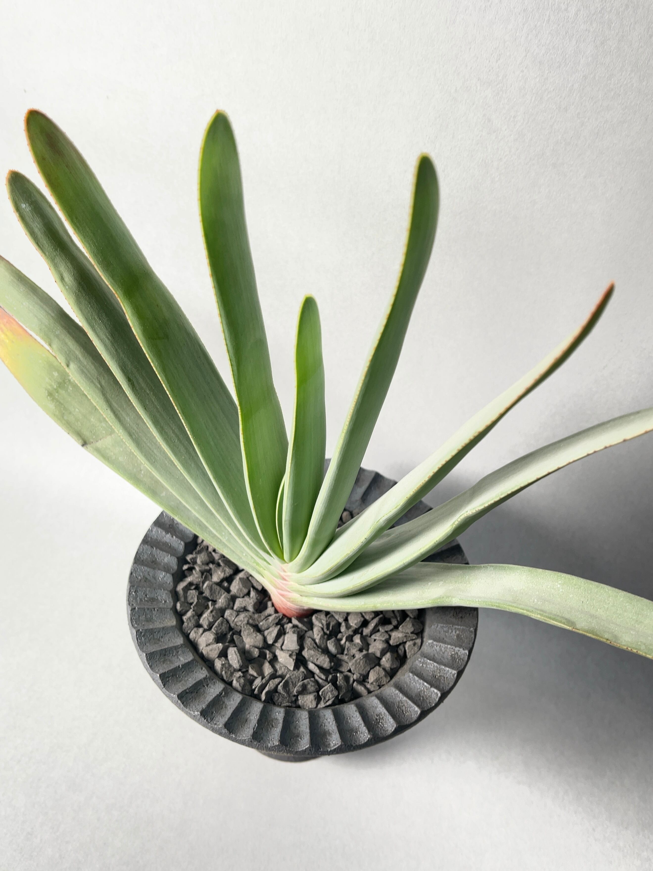 アロエ・プリカティリス | trigger