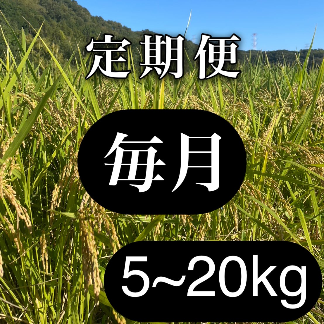 自然食品さしすせそ │ 岡山の自然栽培米 │ 朝日米の通販