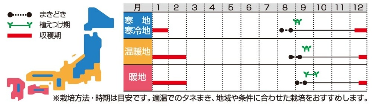ハクサイ 「冬月90」（小袋）・画像9