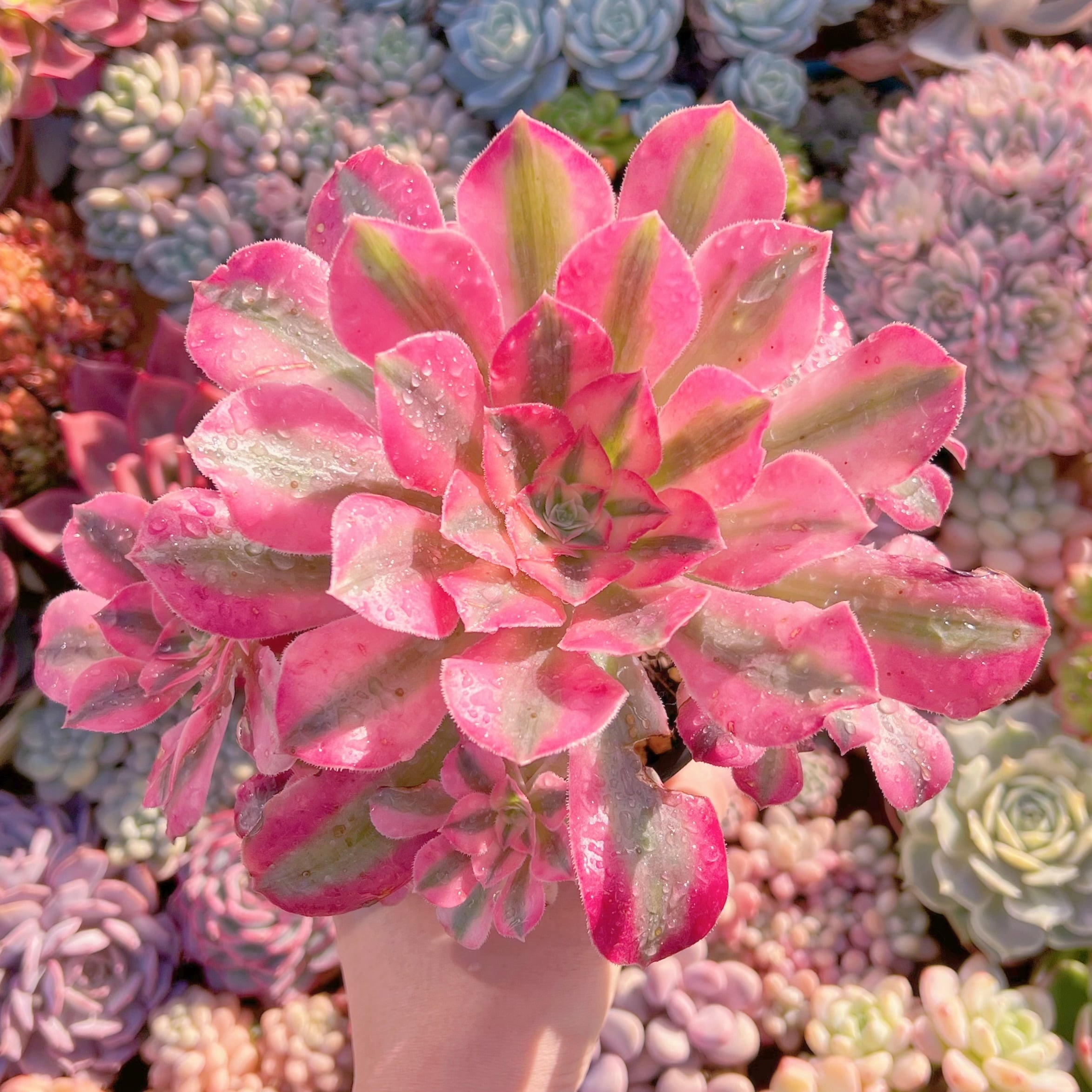 現品　アフラダイティ#672   群生　新入荷