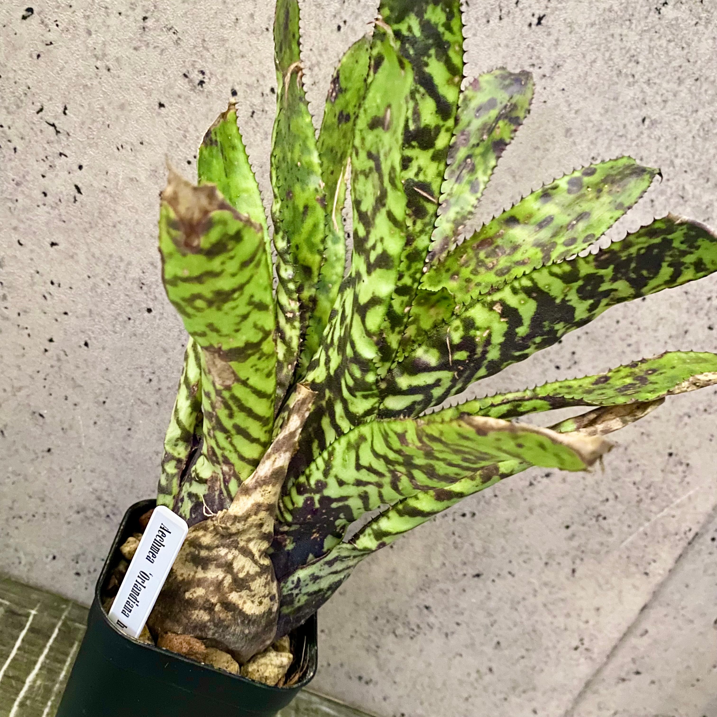 逆さ植えです。ボリュームあり！フペルジア 『Triangle Satool