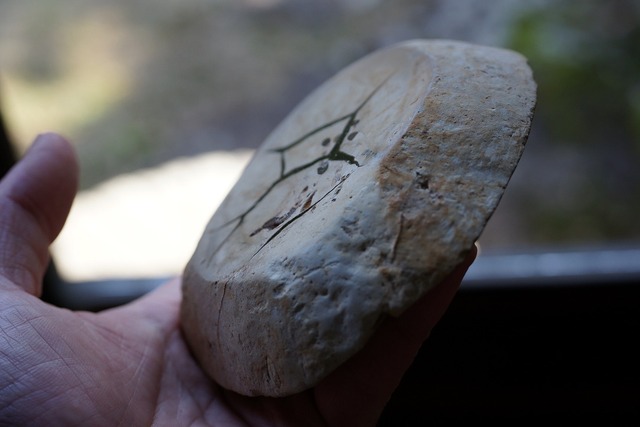 セプタリア　Septaria　⑦