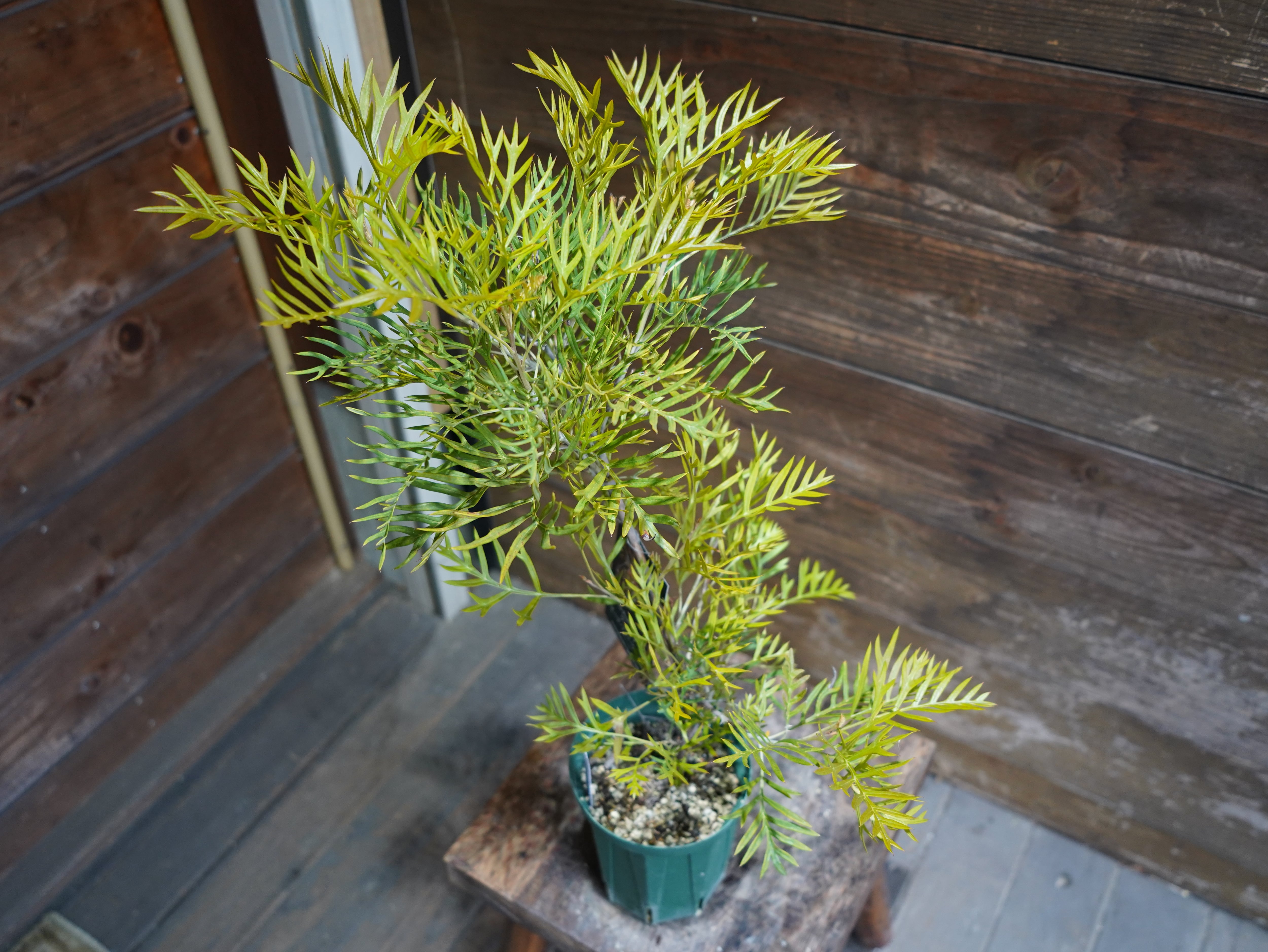 【現物】グレビレア　”ピーチアンドクリーム”　A