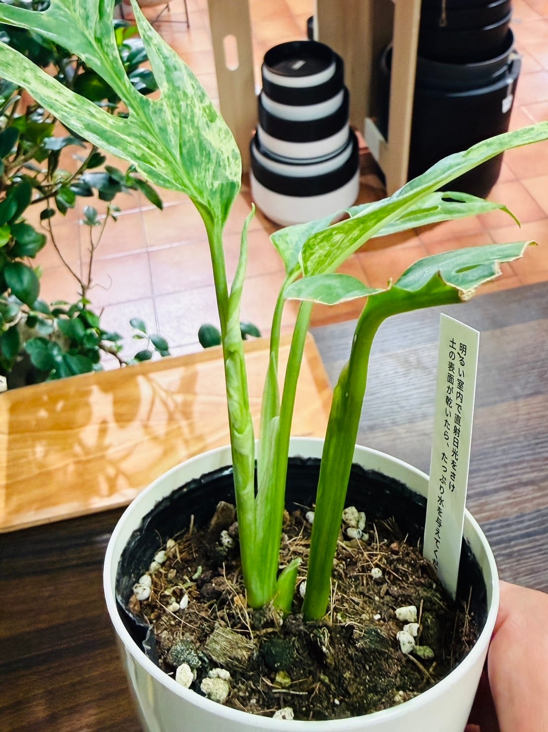 【希少植物4】 モンステラ アダンソニー バリエガタ 最上美術株 希少植物4】 モンステラ アダンソニー バリエガタ 最上美術株 希少植物