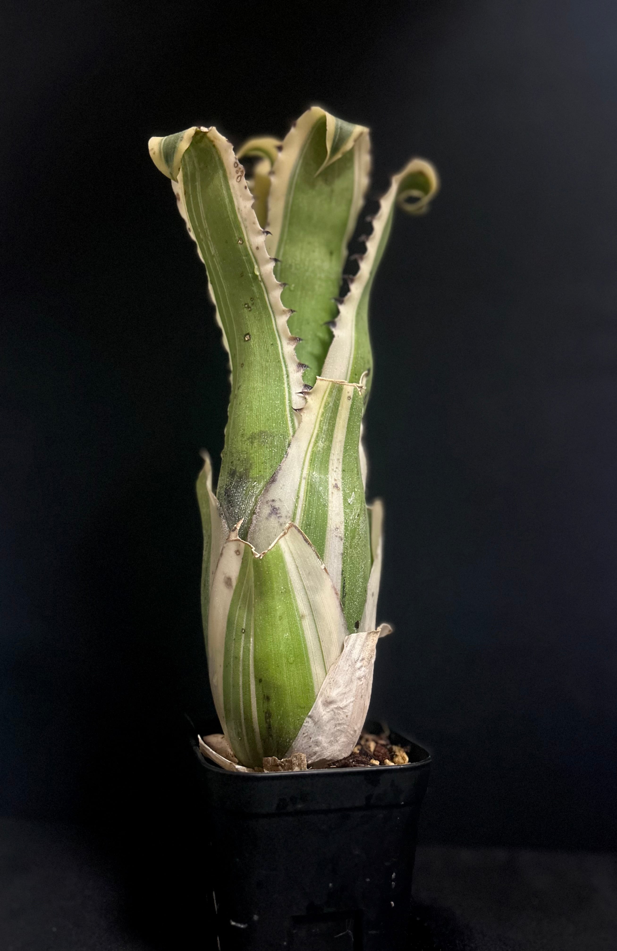 現品］【珍しい】96番 ブコニア レクルバータ バリエガータ 7号 観葉